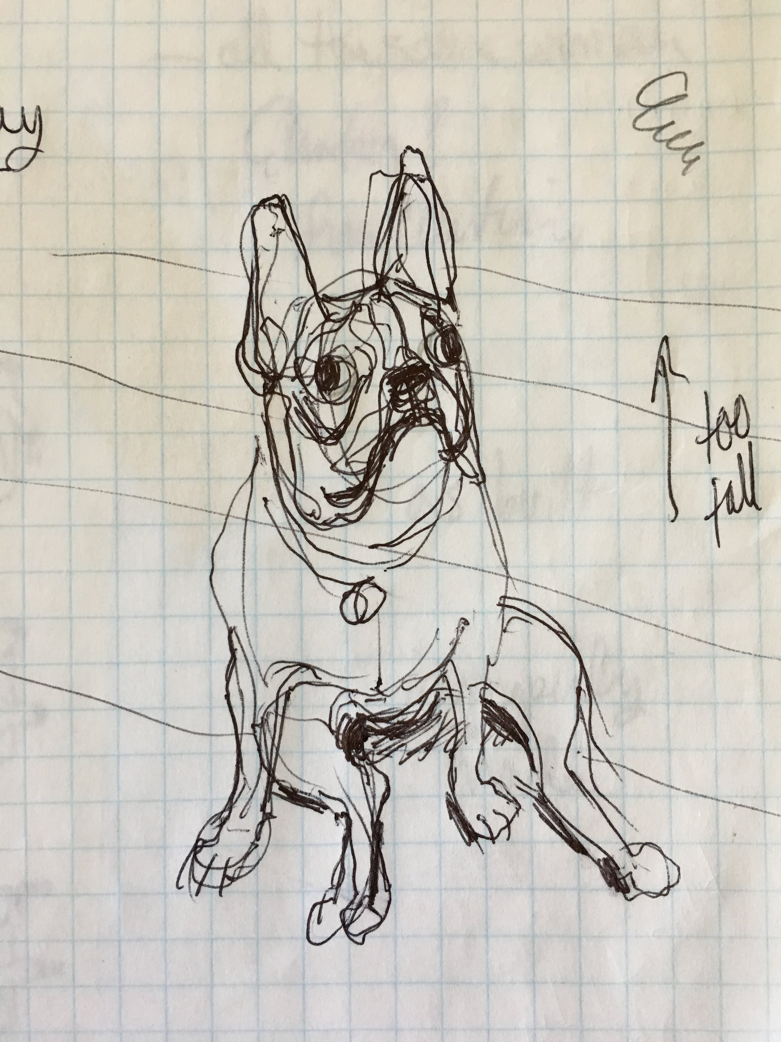 Kufta. A dumpling of a dog.