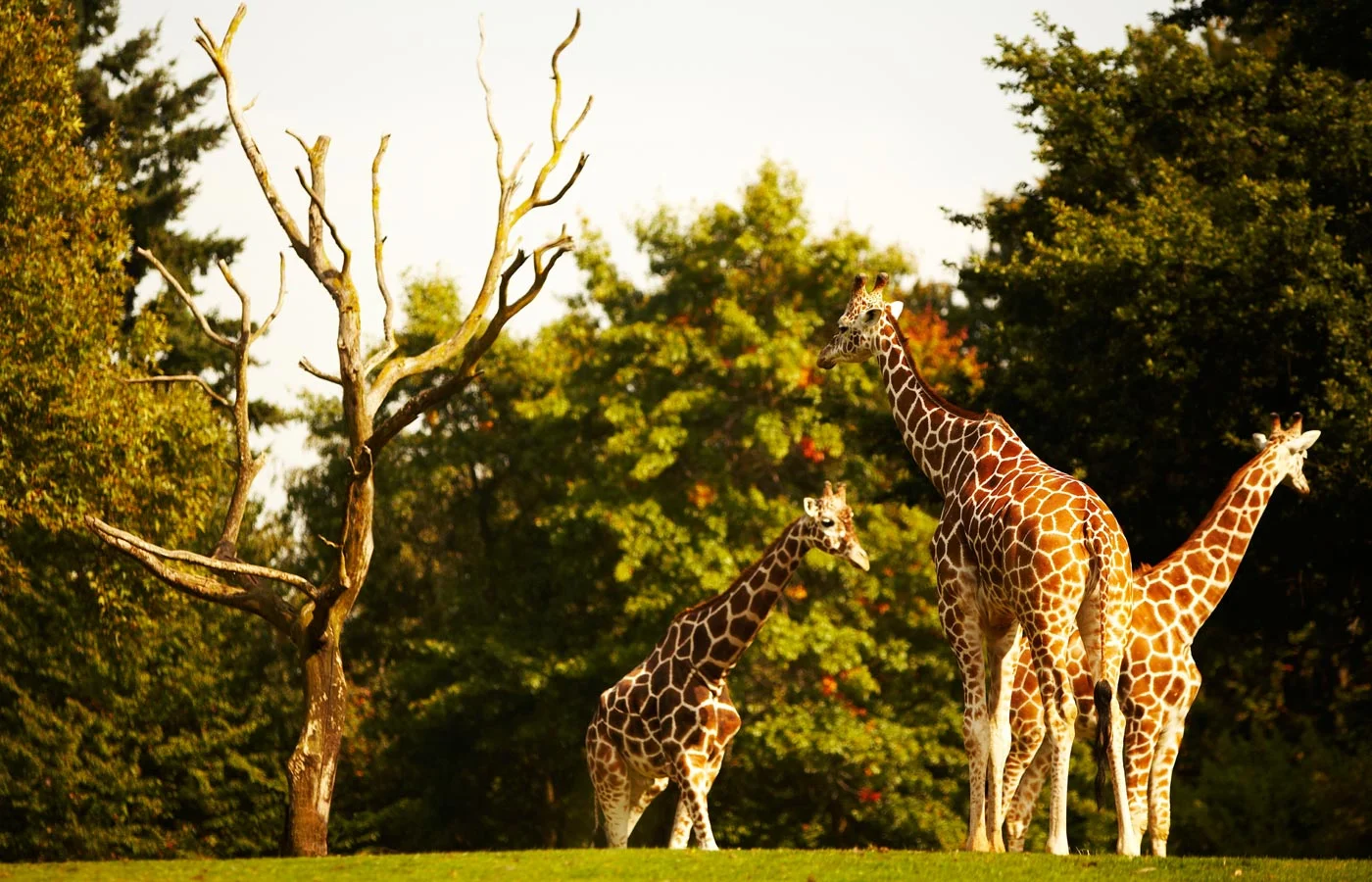 Jacksonville Zoo and Gardens, Jacksonville, Florida
