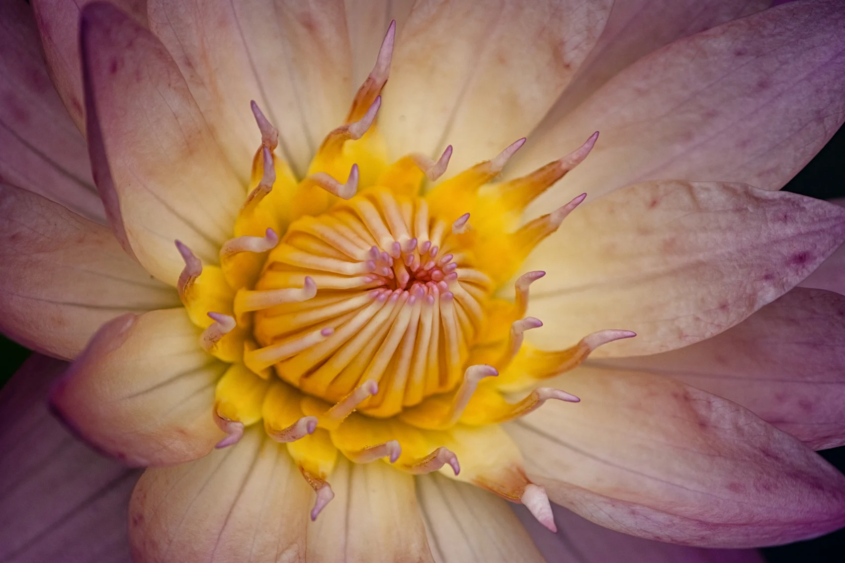 Pink Water Lily