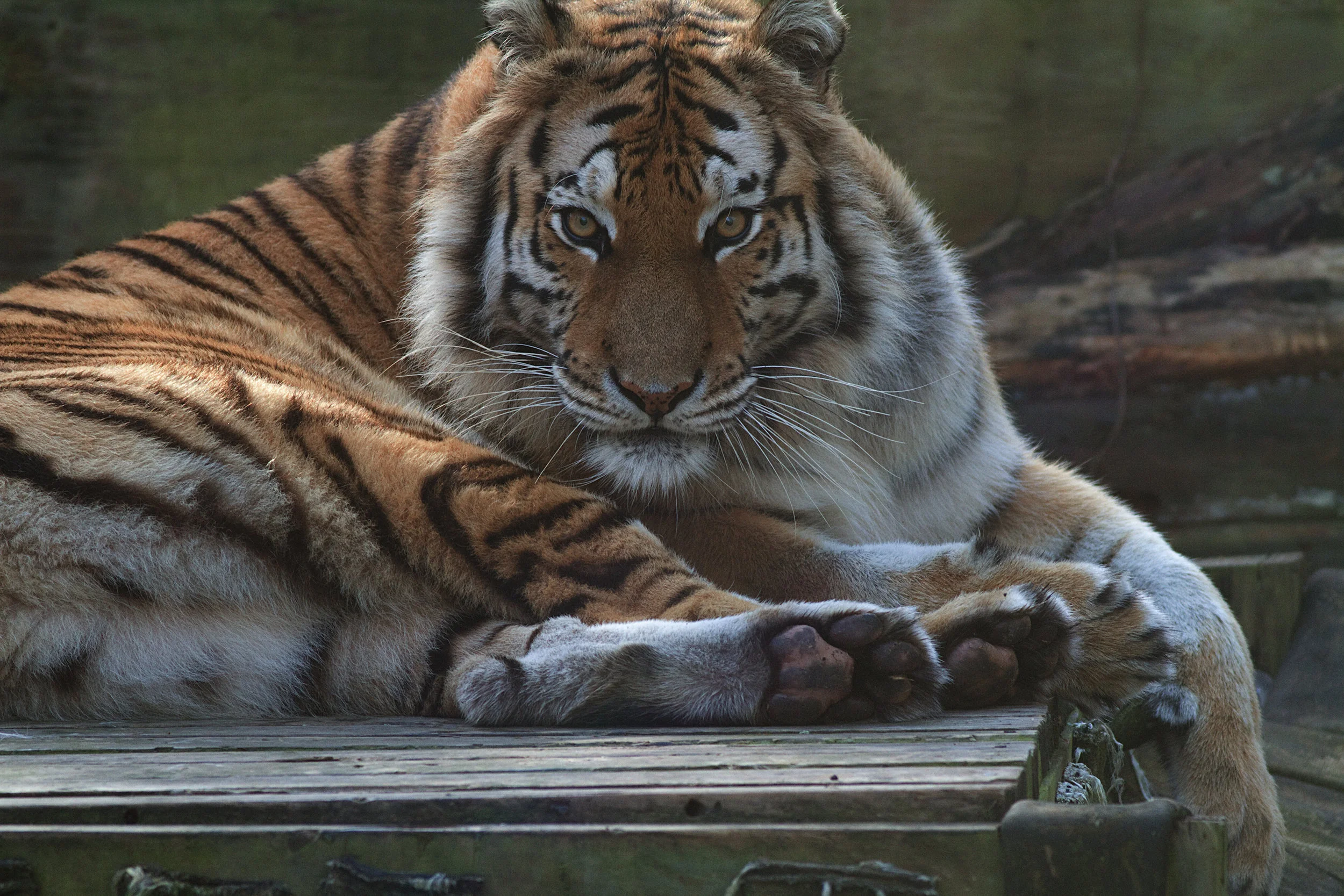 Aria Tiger