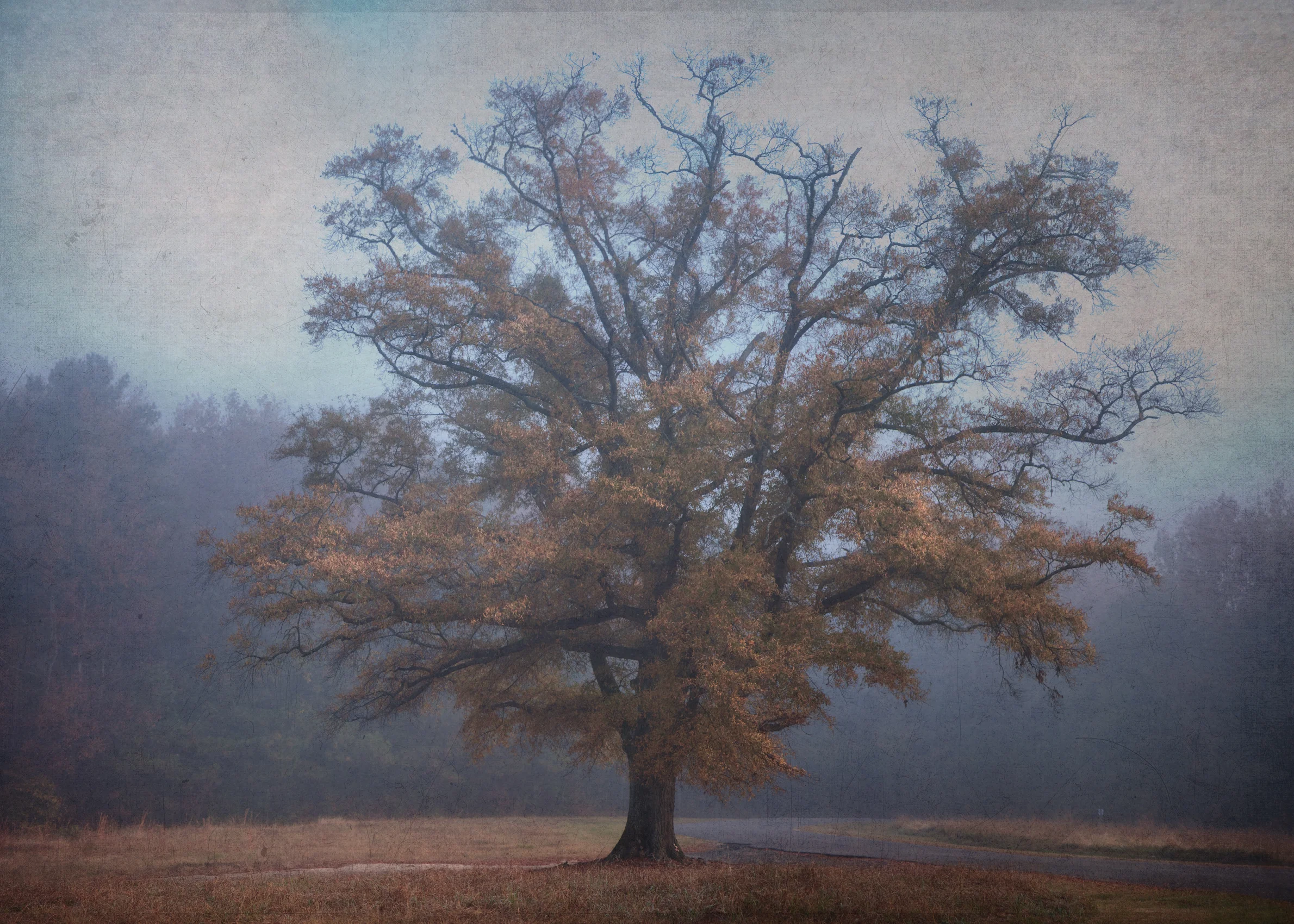 Old Tree