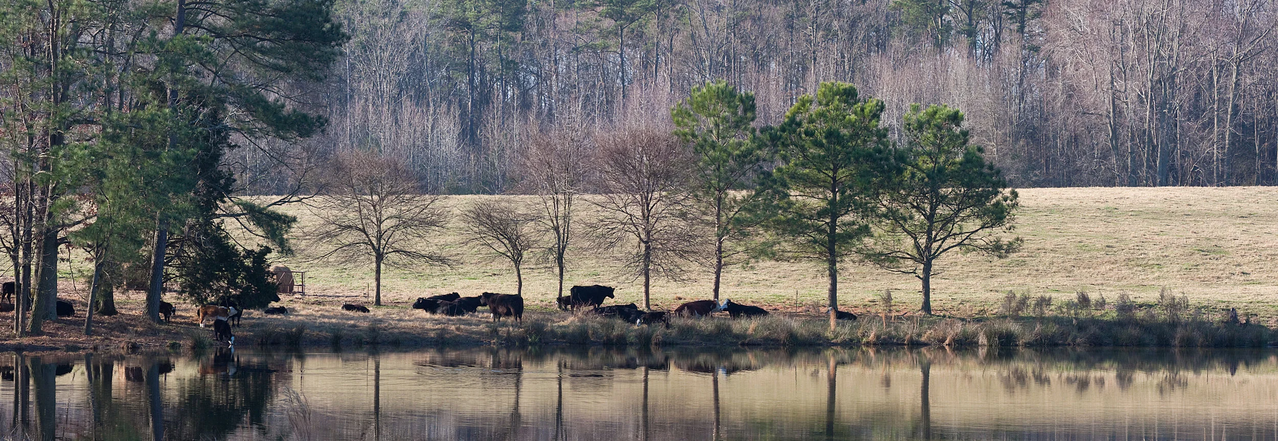 Cows