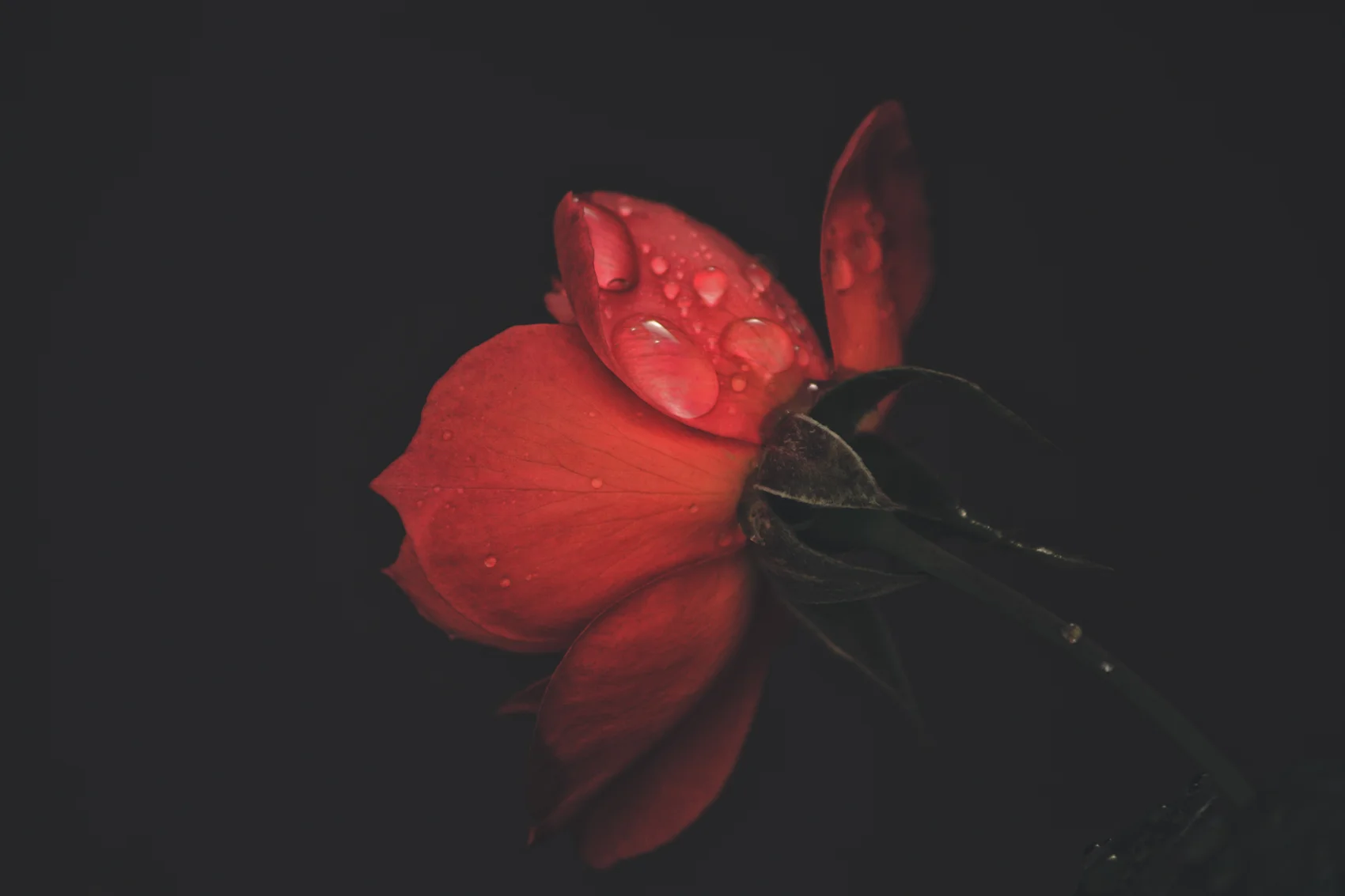 Cocoa Rose