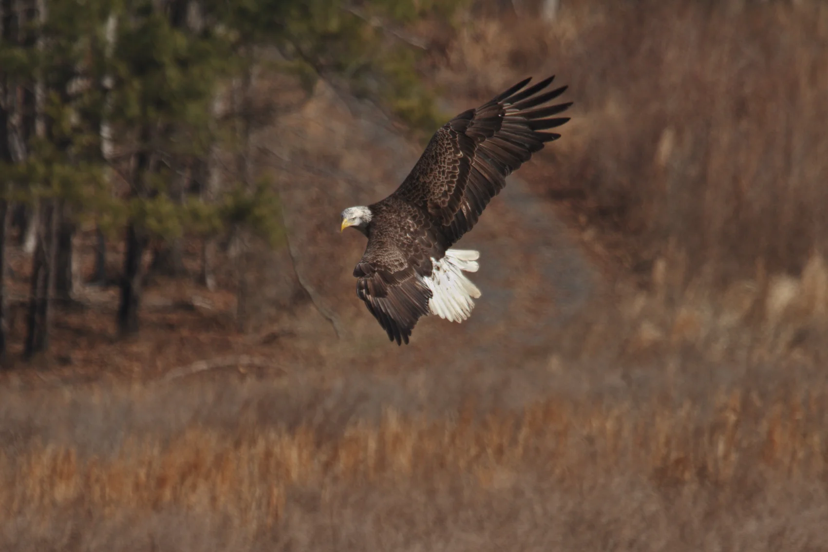 Bald Eagle - Return