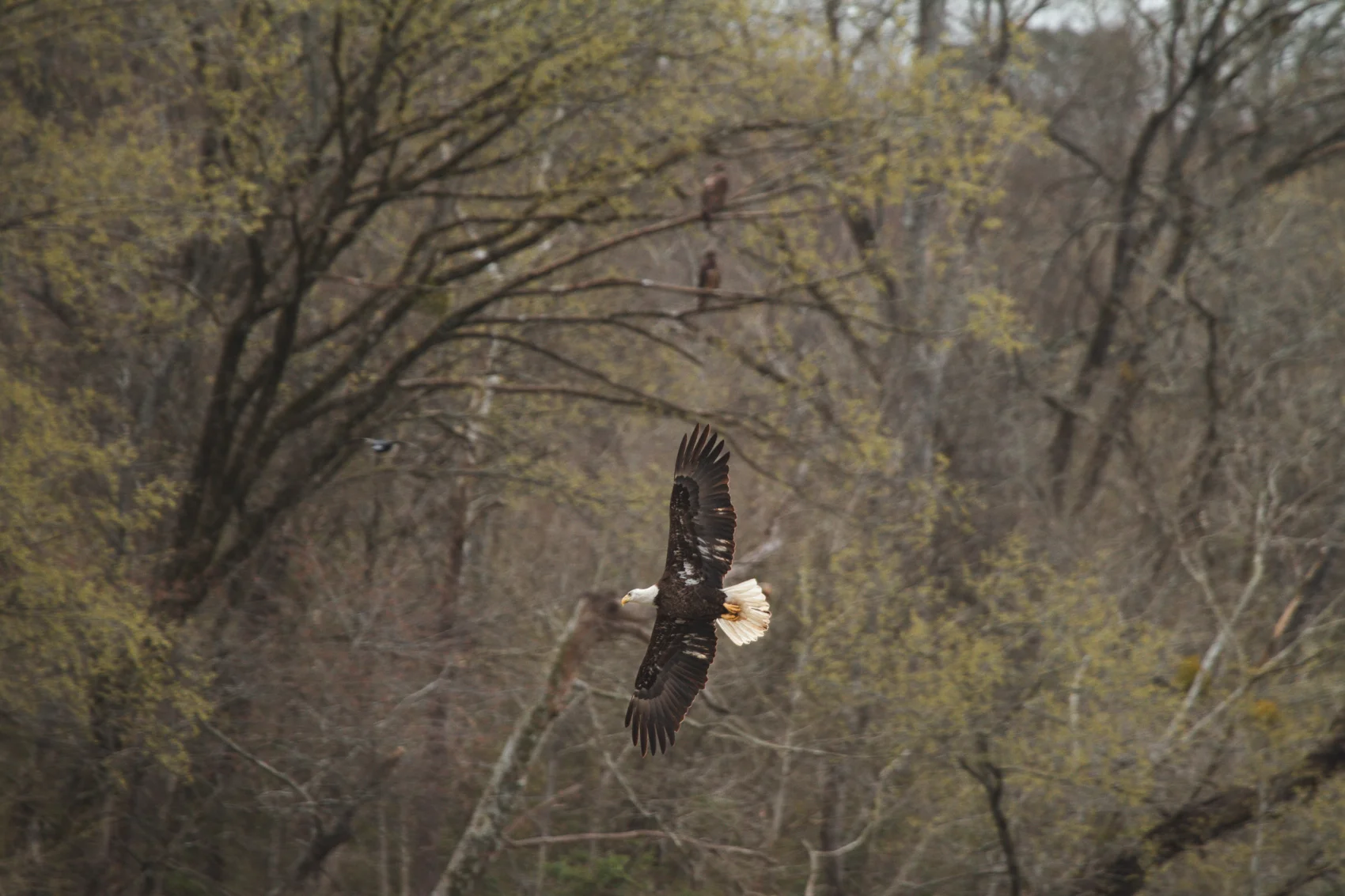 Bald Eagle - Banking Turn