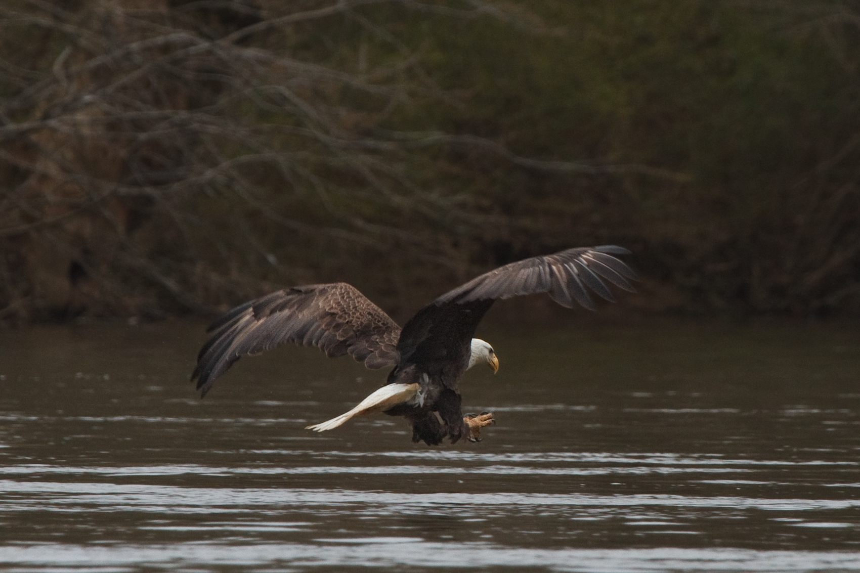 Bald Eagle - Fish Grab
