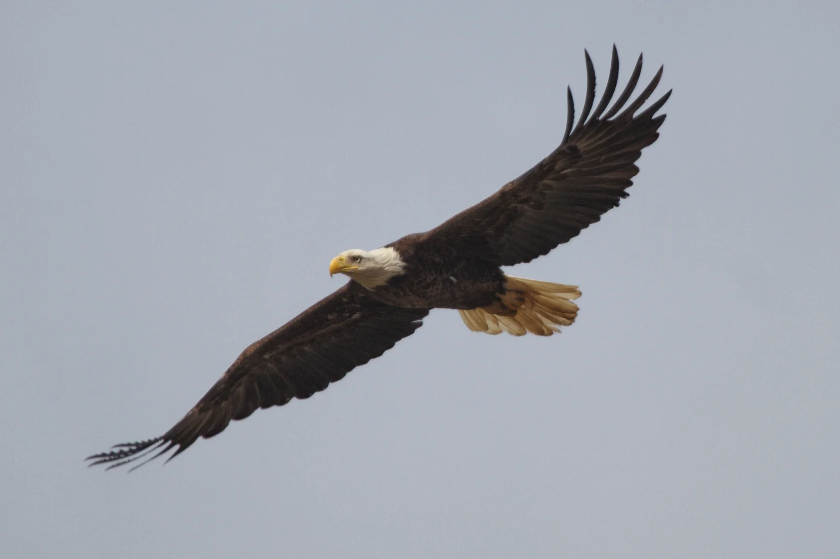 Bald Eagle - Flight 3