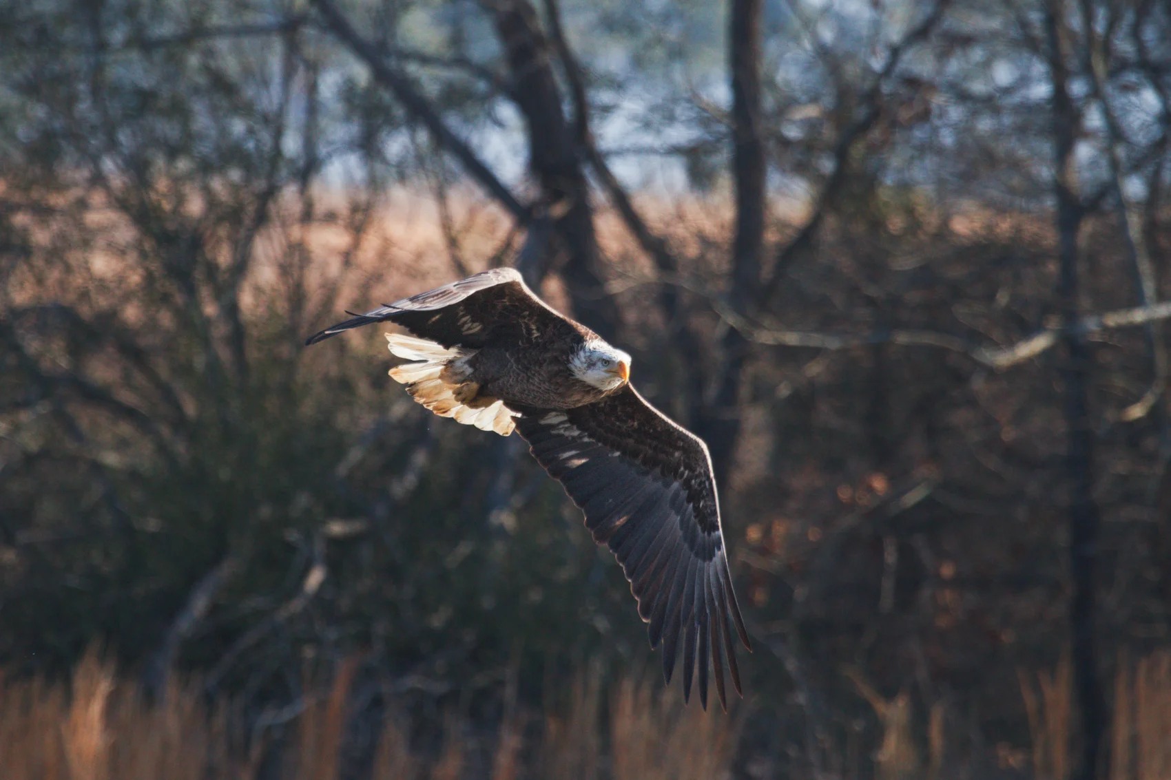Flight Along The Trees