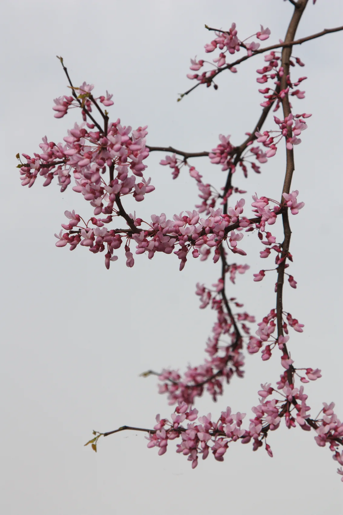 IMG_0652-Edit.jpg