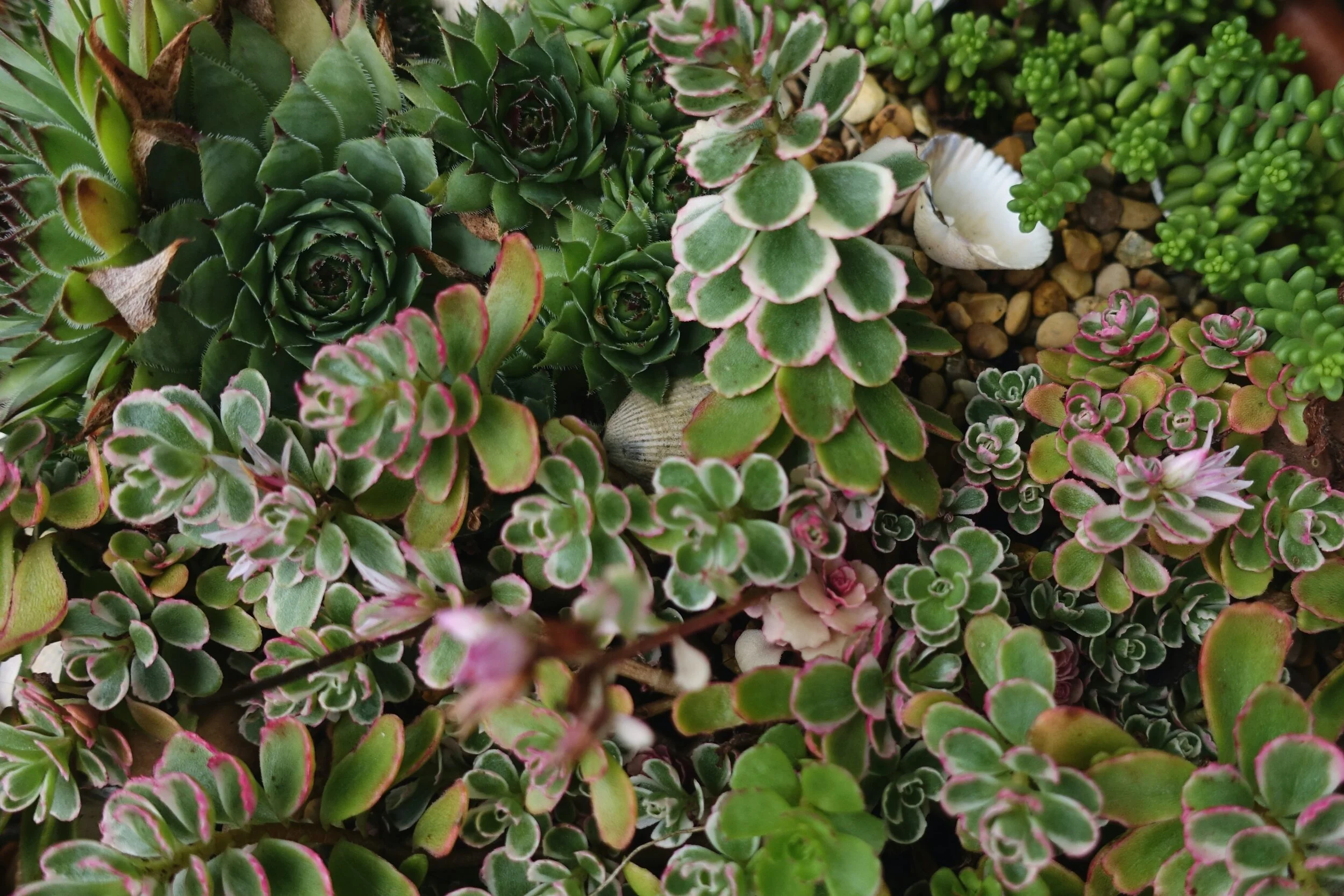 Take a Look at All of Our <br/> Beautiful and Unique Plants