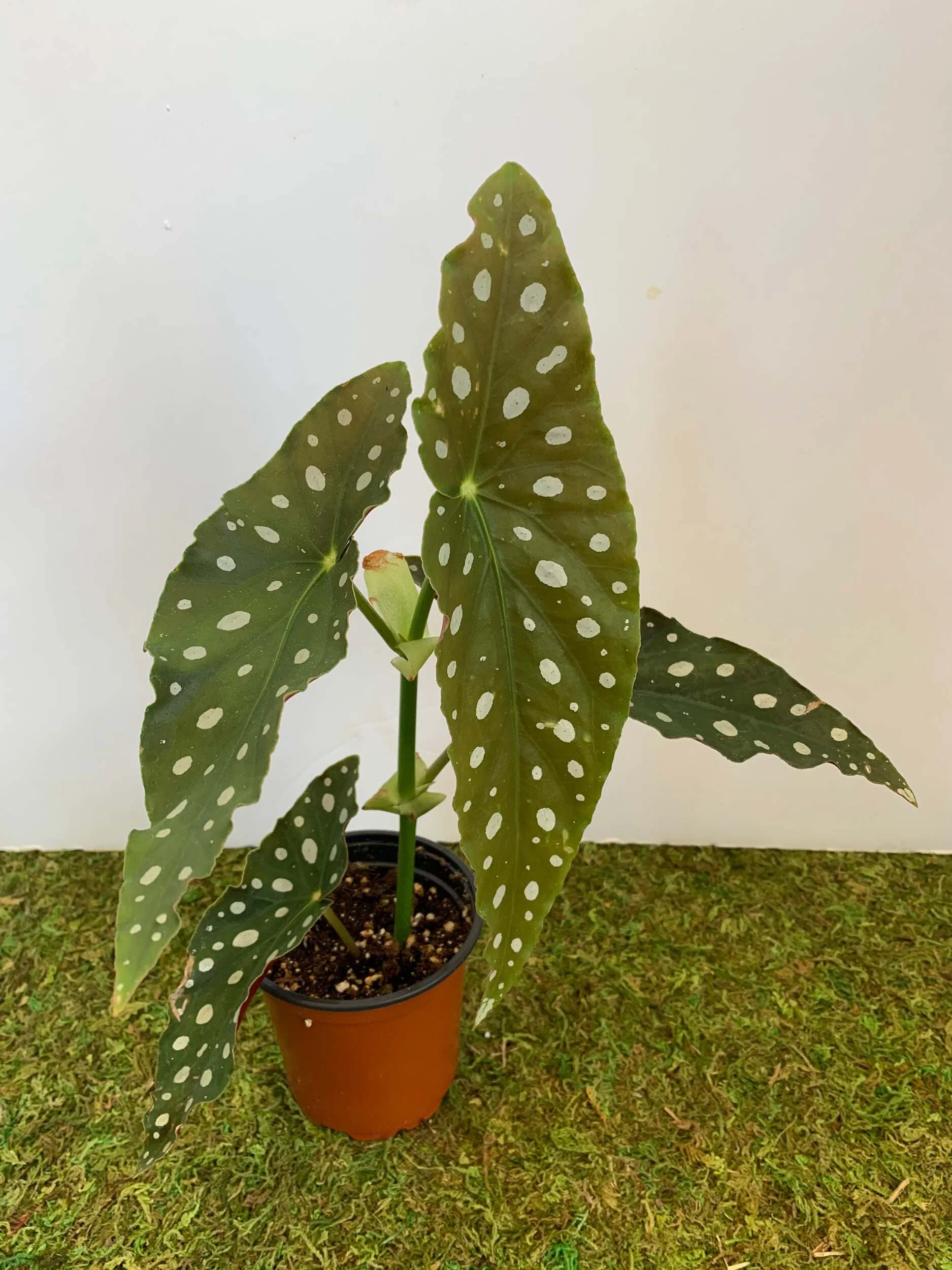 Begonia Maculata "Polka Dot"