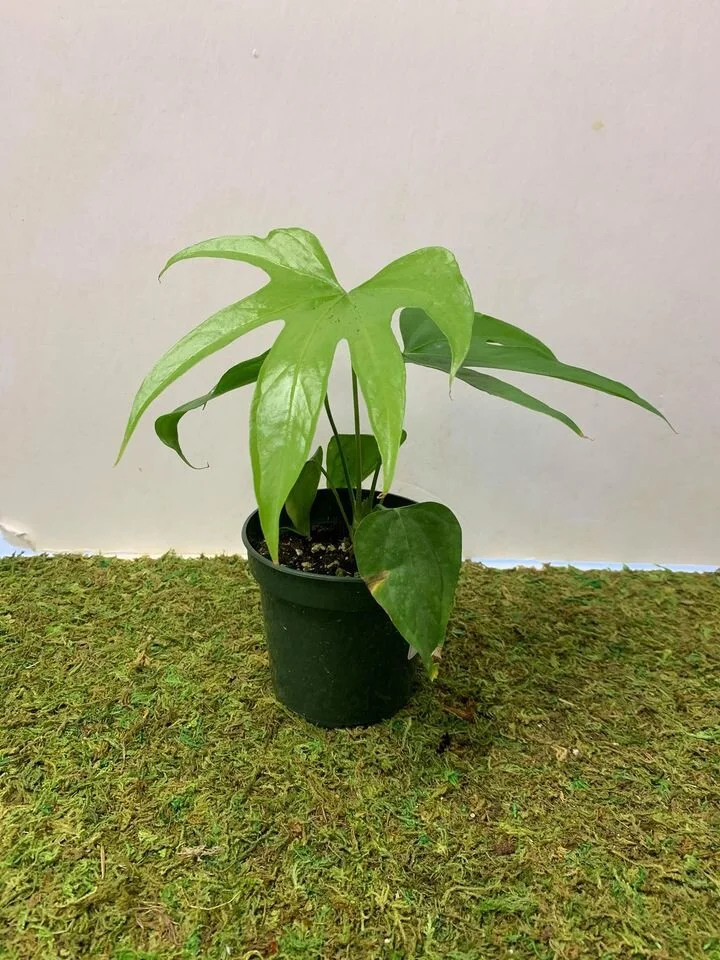 Anthurium Gallery  Hengstenberg's Florist