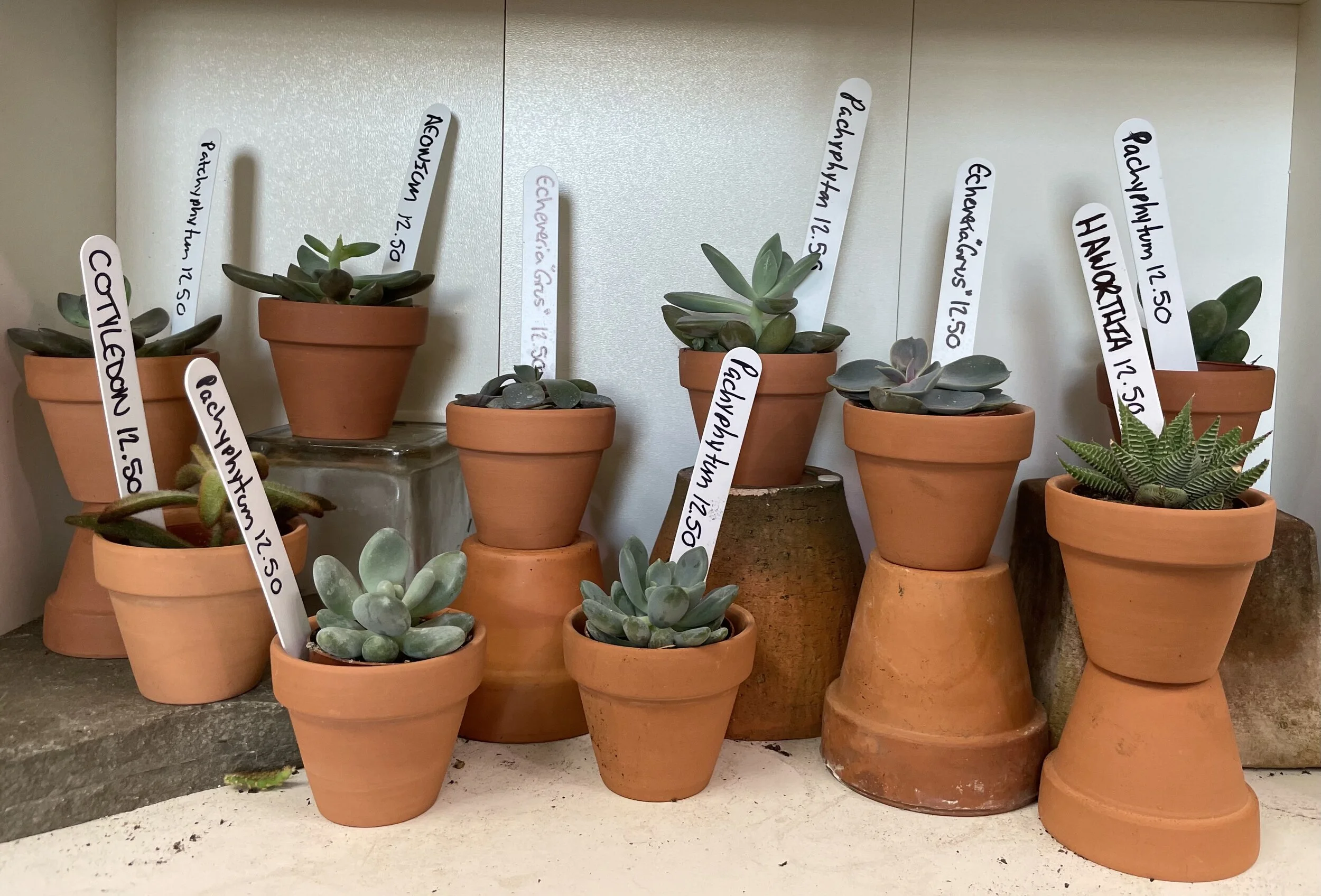 Assorted 2" potted cacti