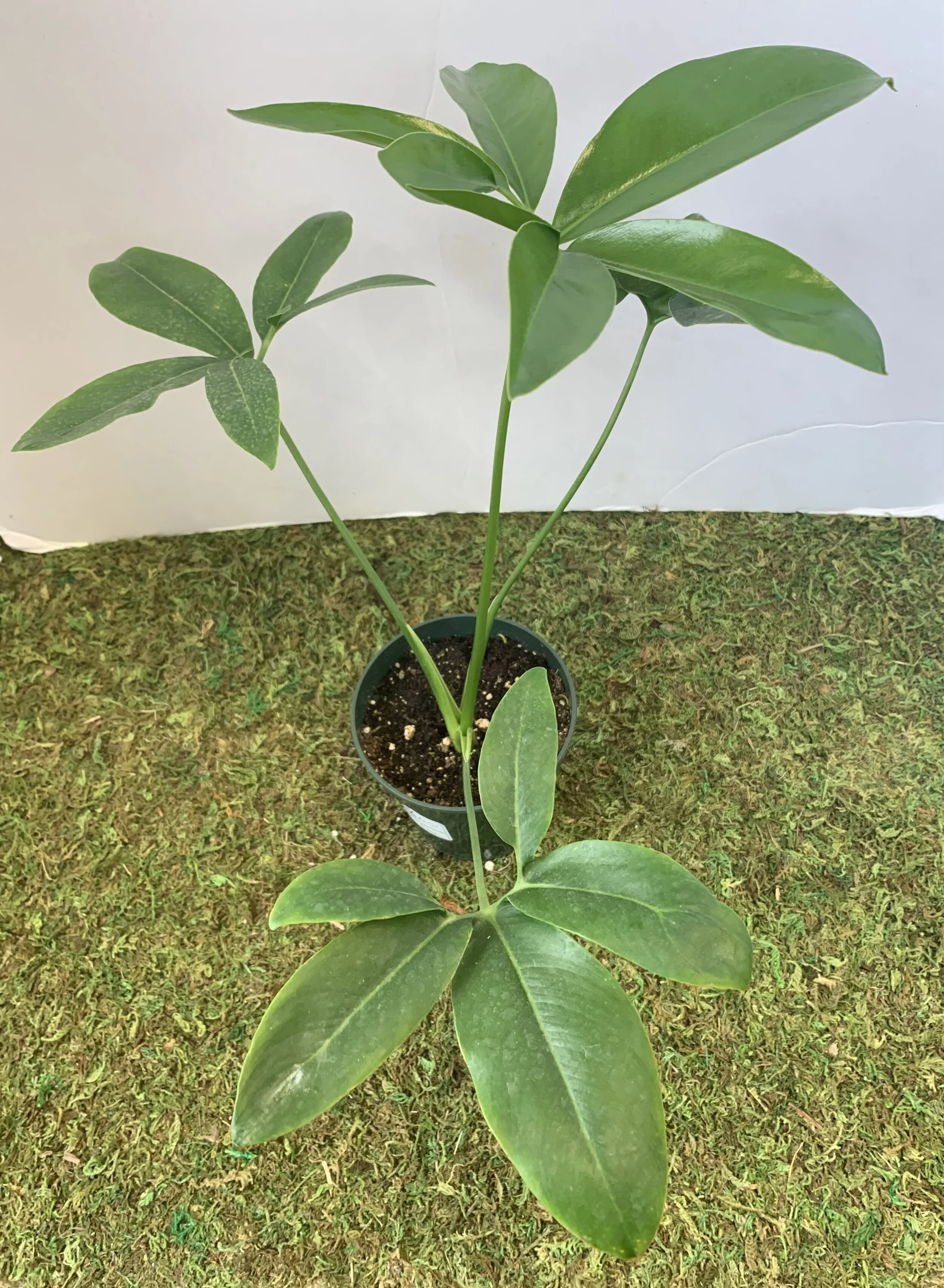 Philo Goeldii in a 4 inch pot