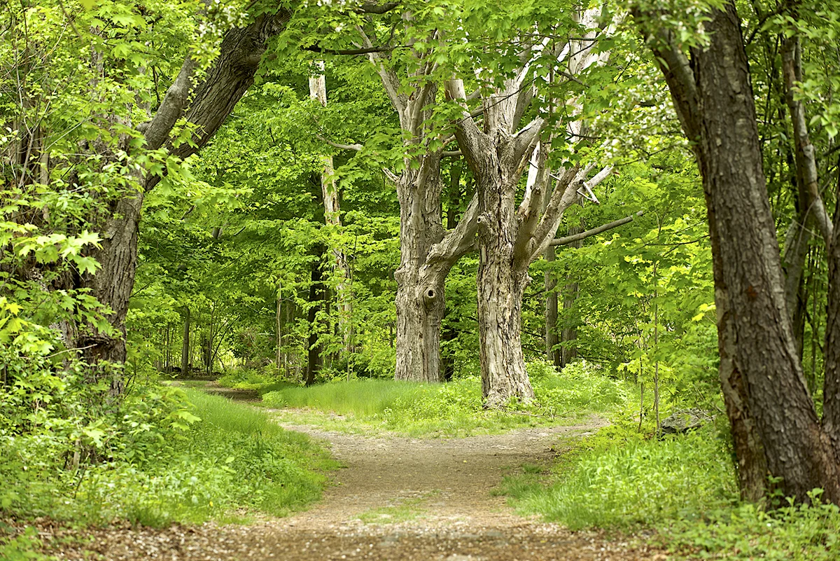 staff_KWB1624 - The Path .jpg