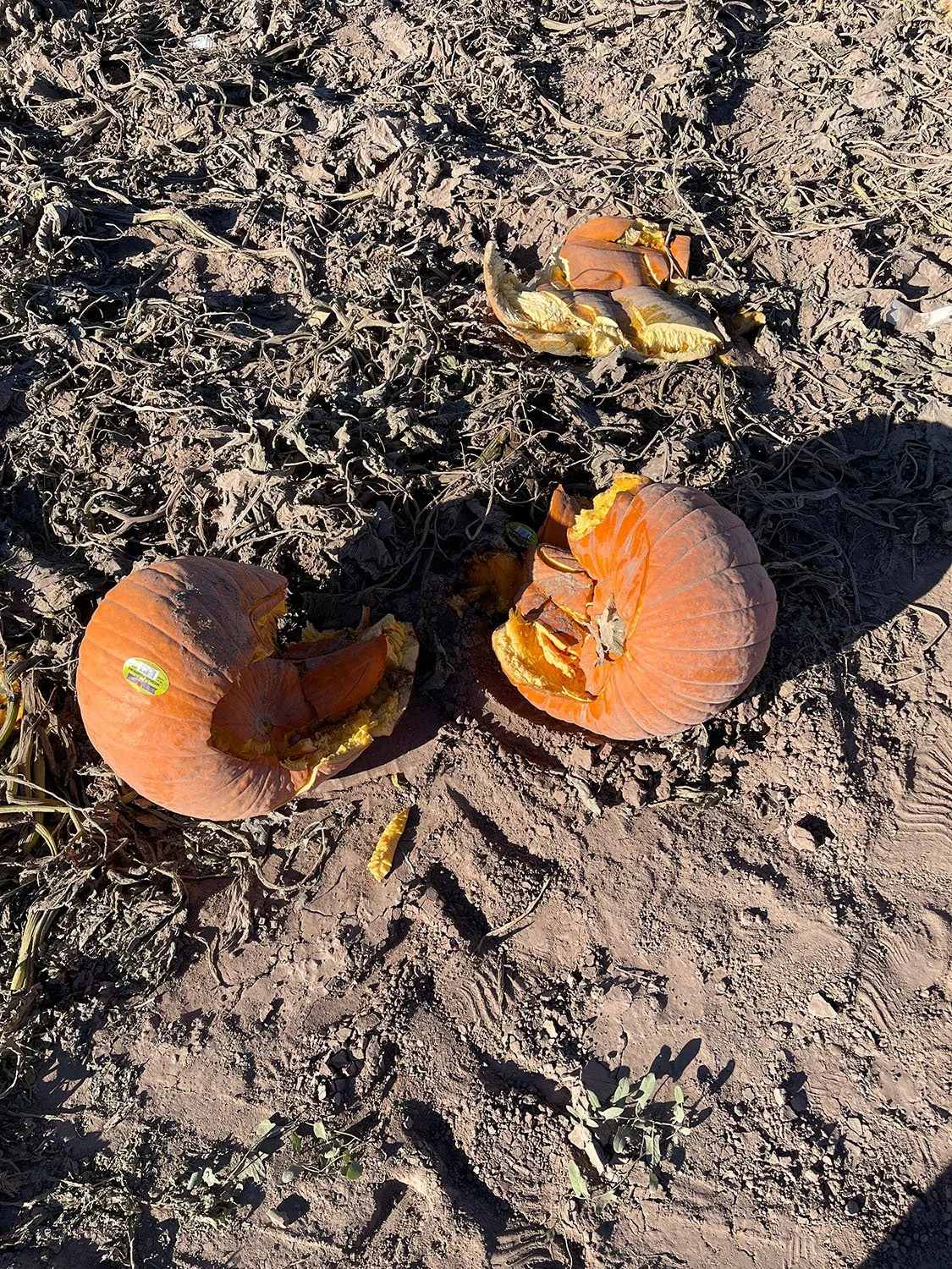 Dr.Shervington_NMtrip_Pumpkin Spoilage.jpg