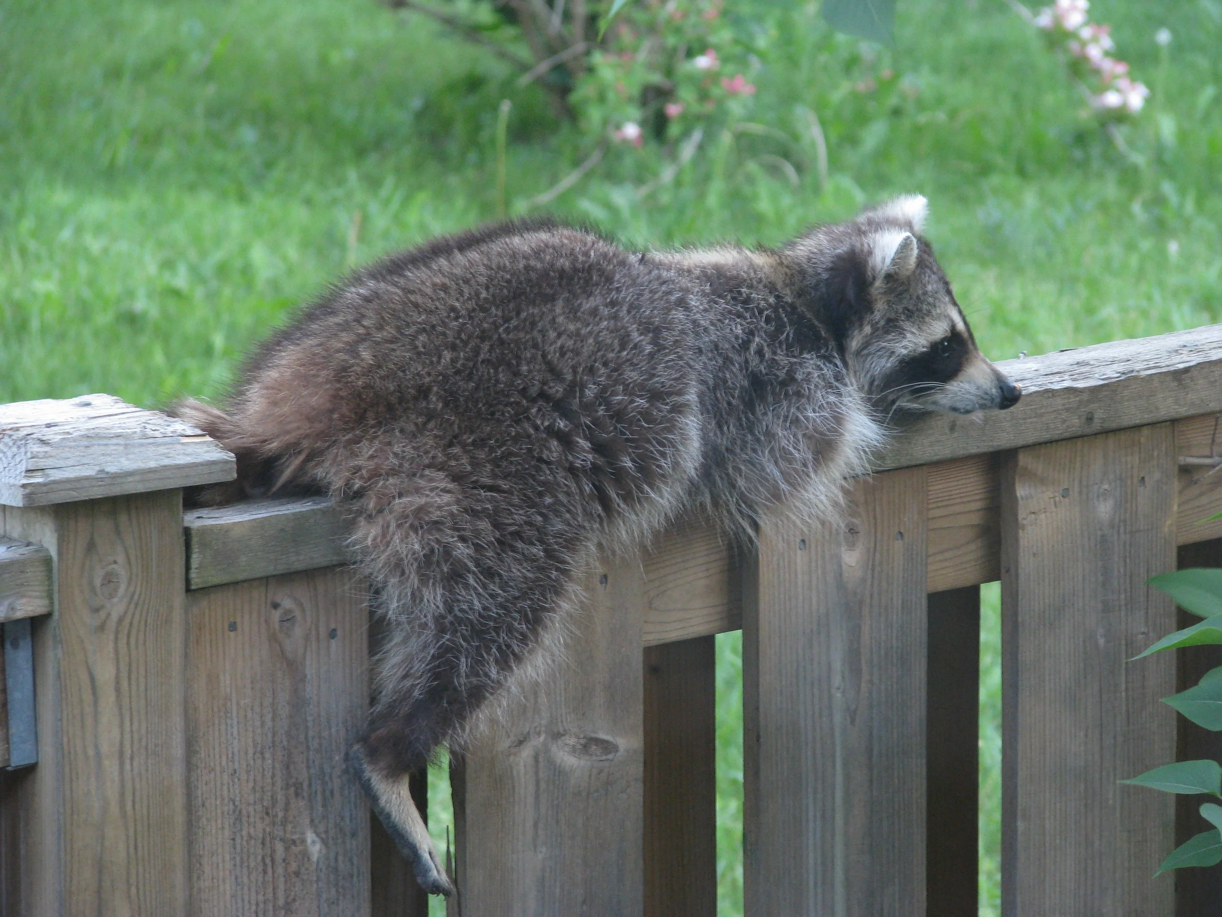 Casual Raccoon.JPG