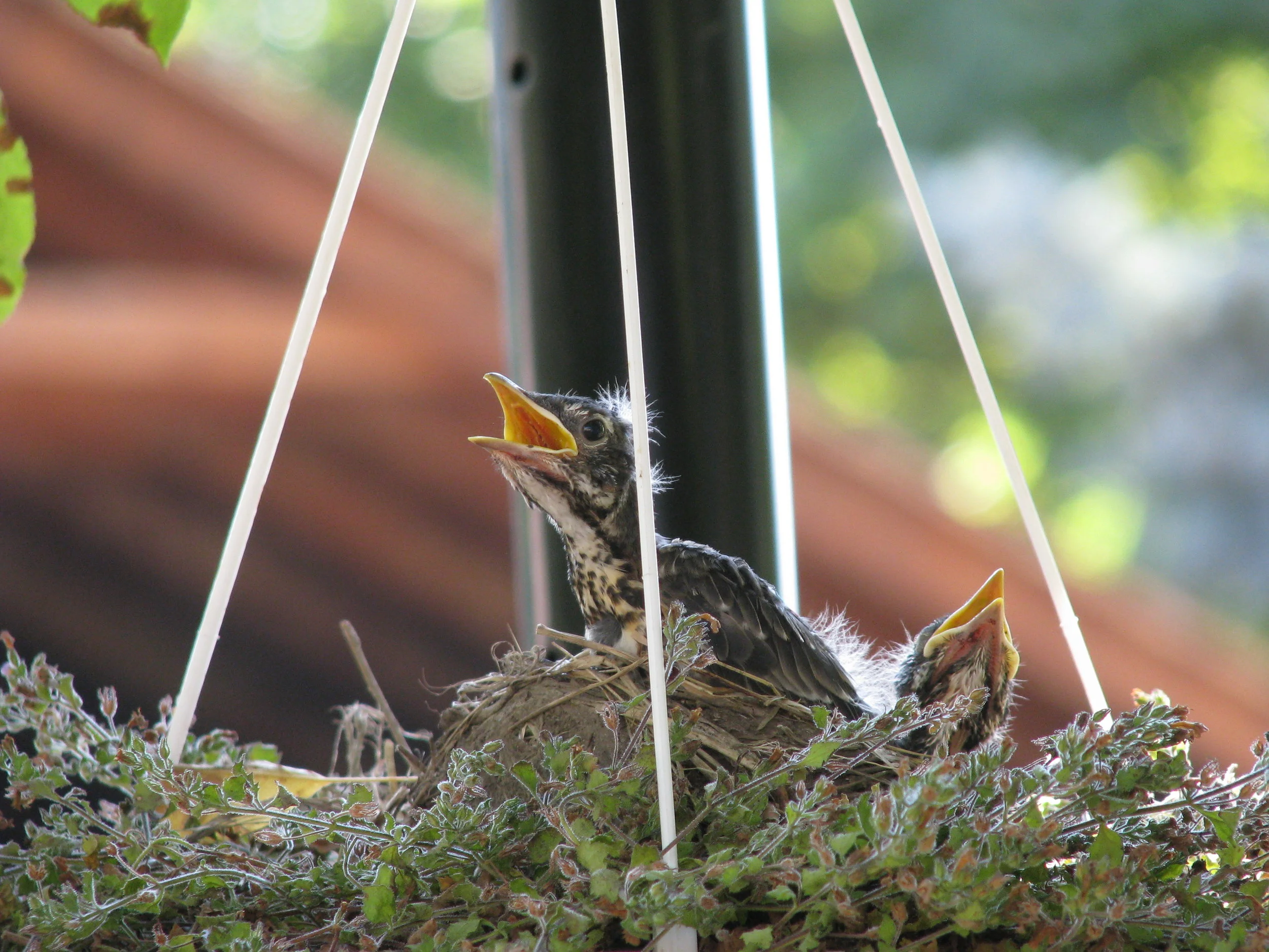 Baby Robins.JPG