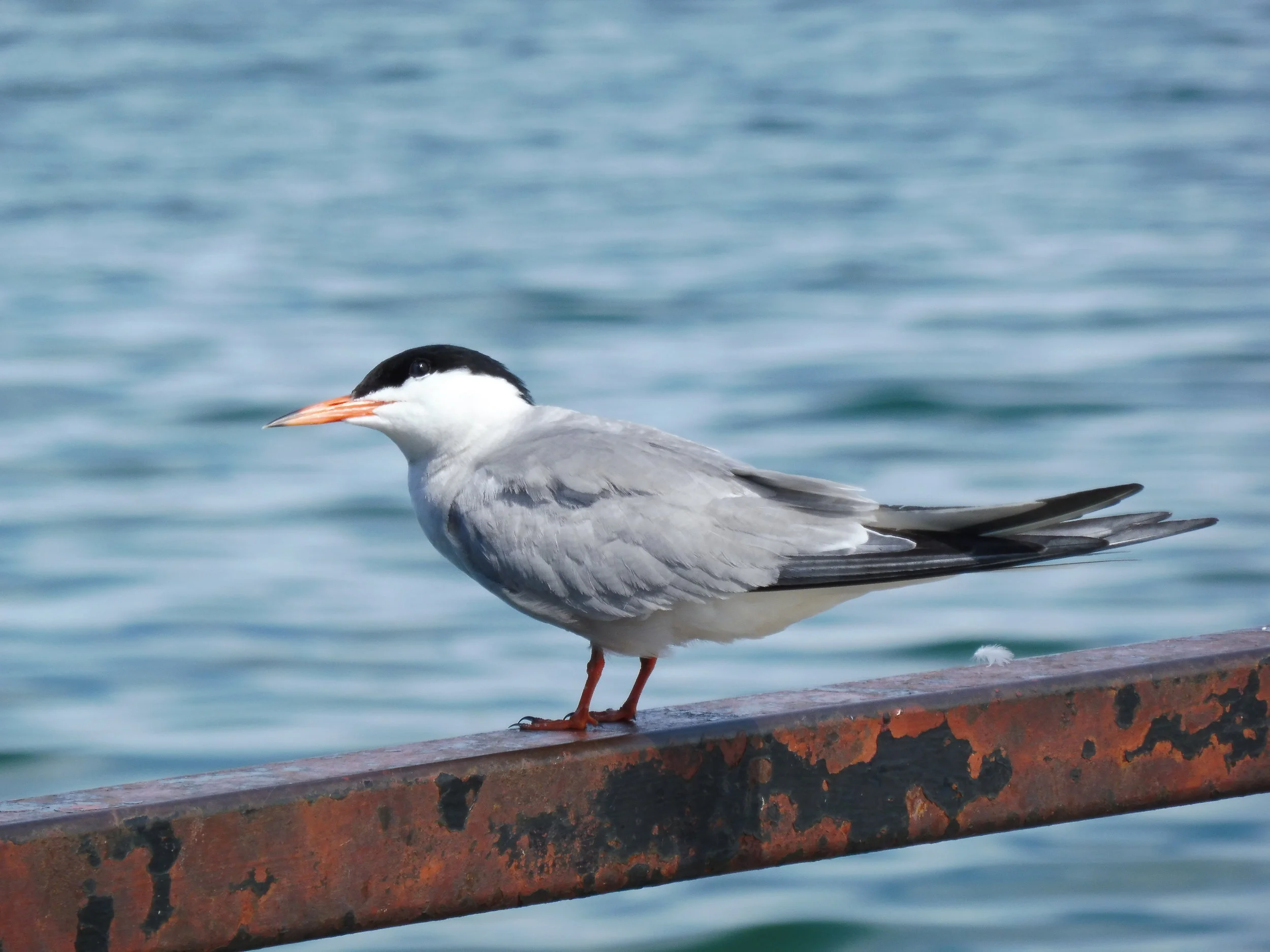 Tern.JPG