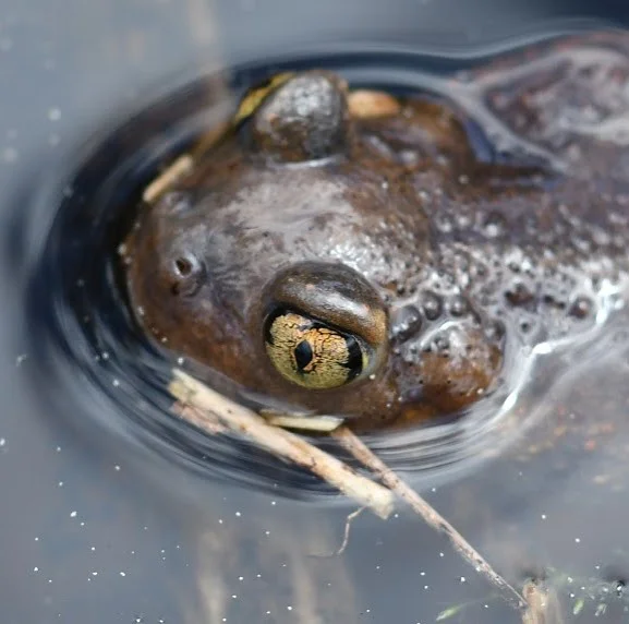 American Spadefoot Toad.
&mdash;�&mdash;
#wildlife #nature #wildlifephotography #wildlife_shots #wilderness #toad #americanspadefoottoad #amphibian #spring