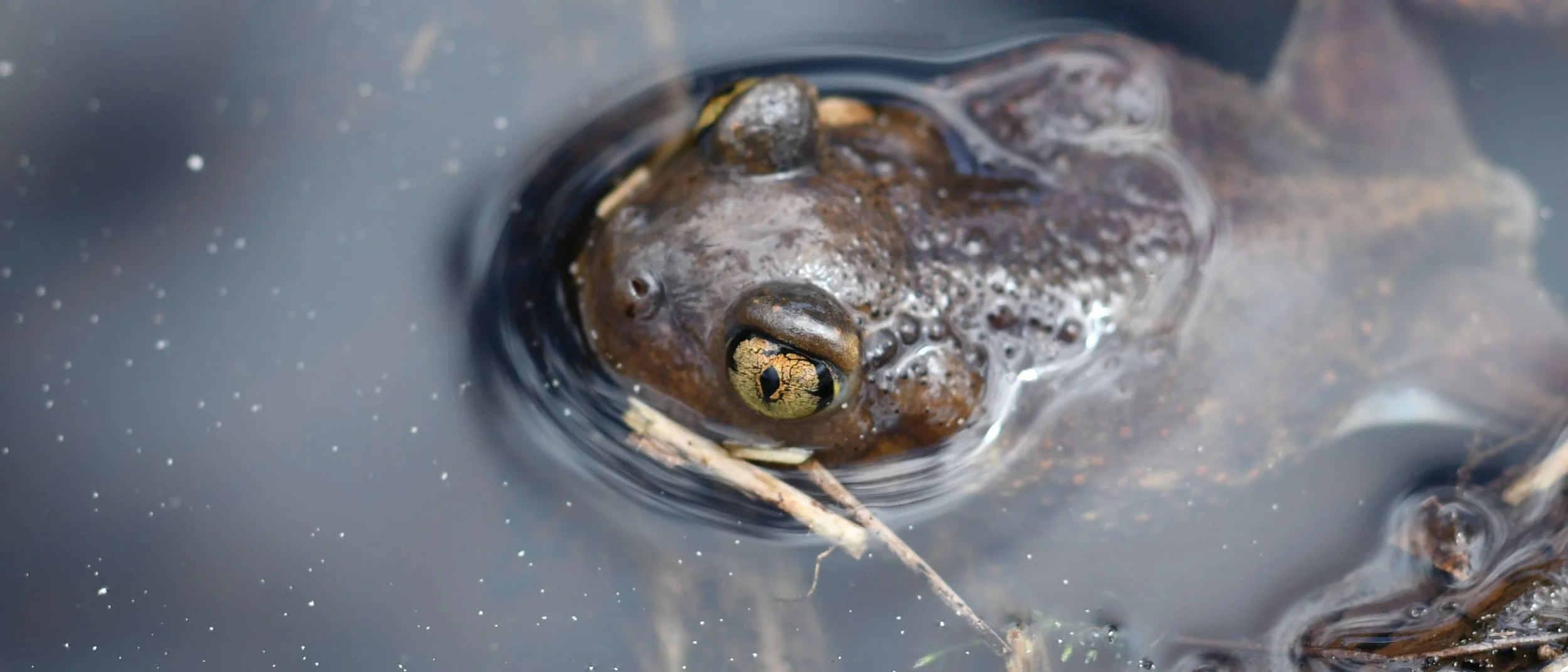 Spadefoot