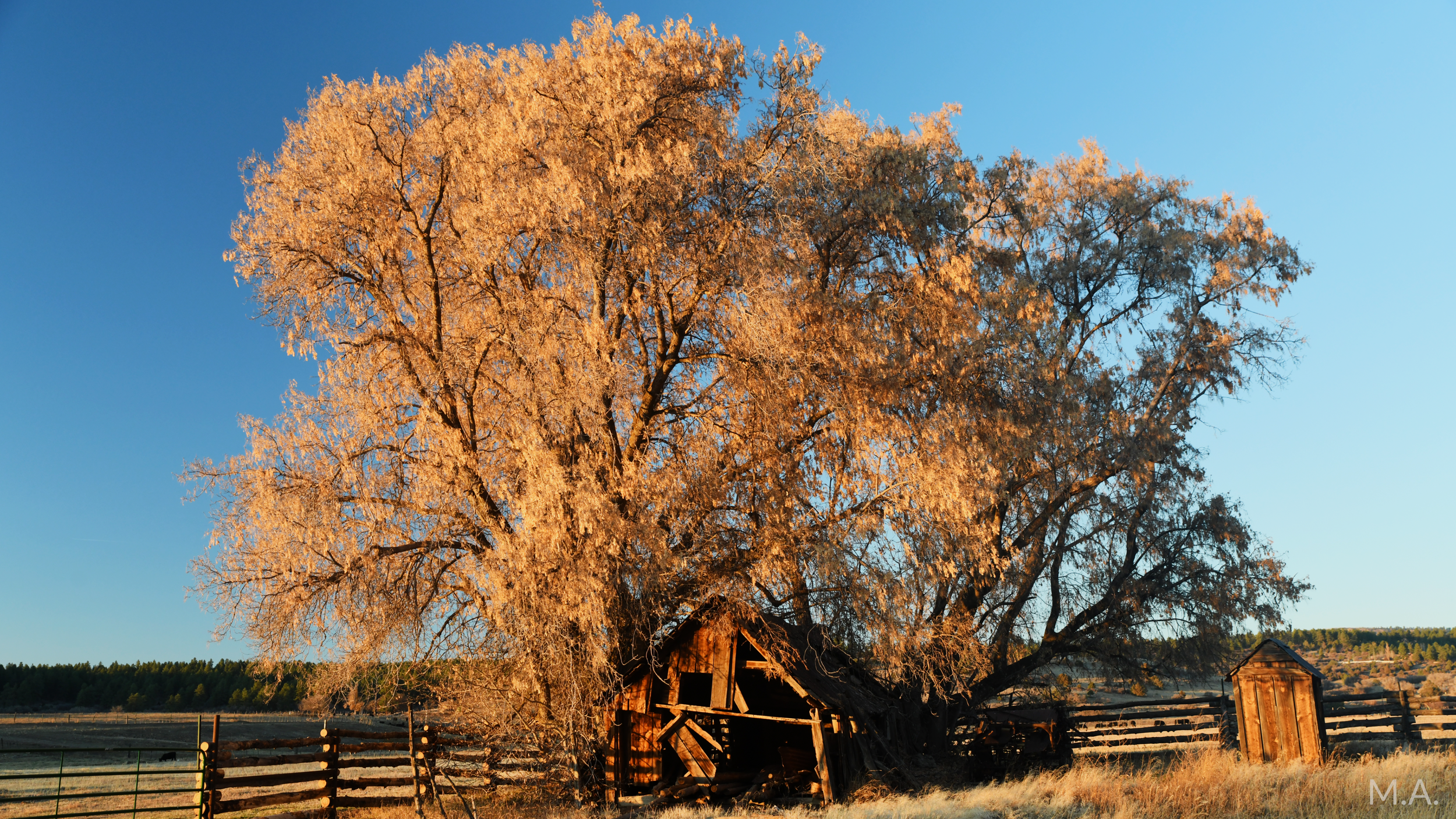 Evening Tree