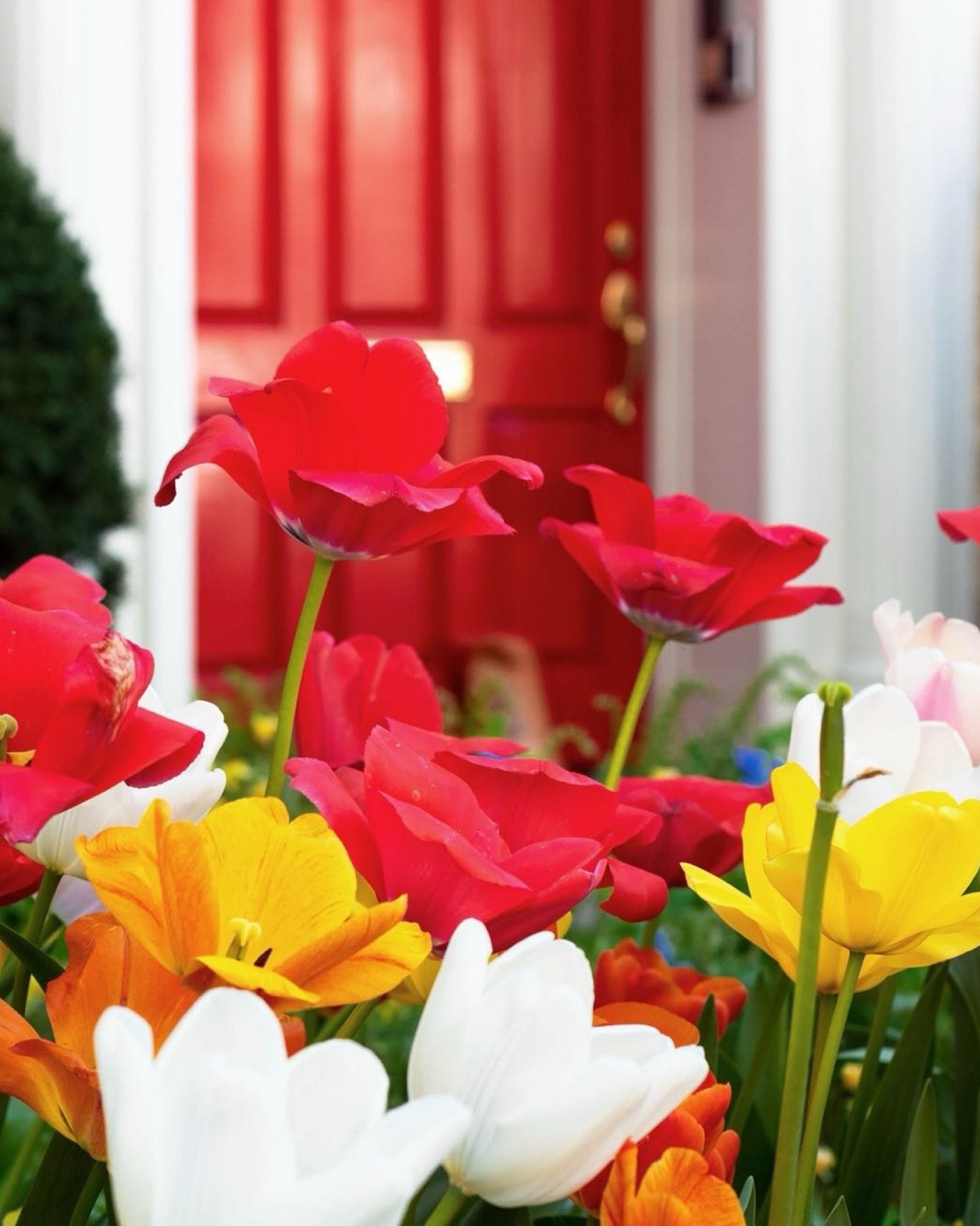 tulip party 🌷✨
.
.
.
#georgetowndc #tulipseason #pursuepretty #petitejoys #flowerstagram #ihavethisthingwithdoors