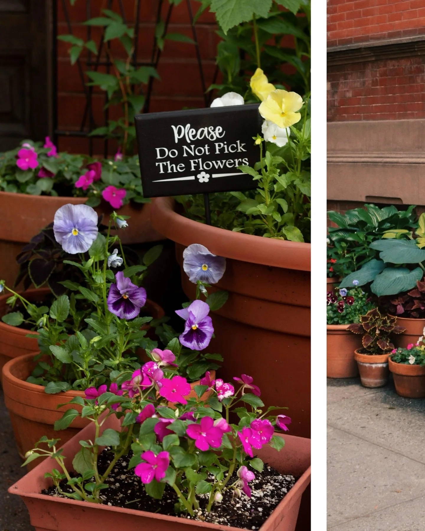 please do not pick the flowers ‼️
.
.
.
#flowerstagram #alittlebeautyeveryday #flashesofdelight #flowersmakemehappy #dailydoseofwhimsy