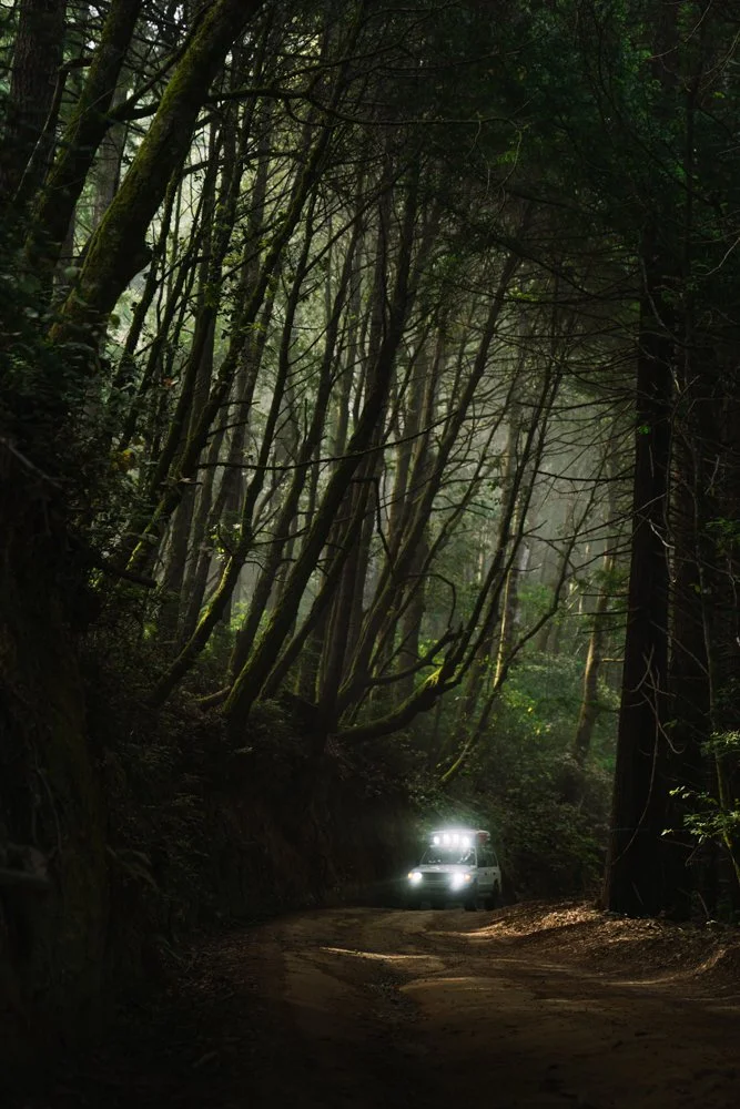 Is this Jurassic Park?! - Montero