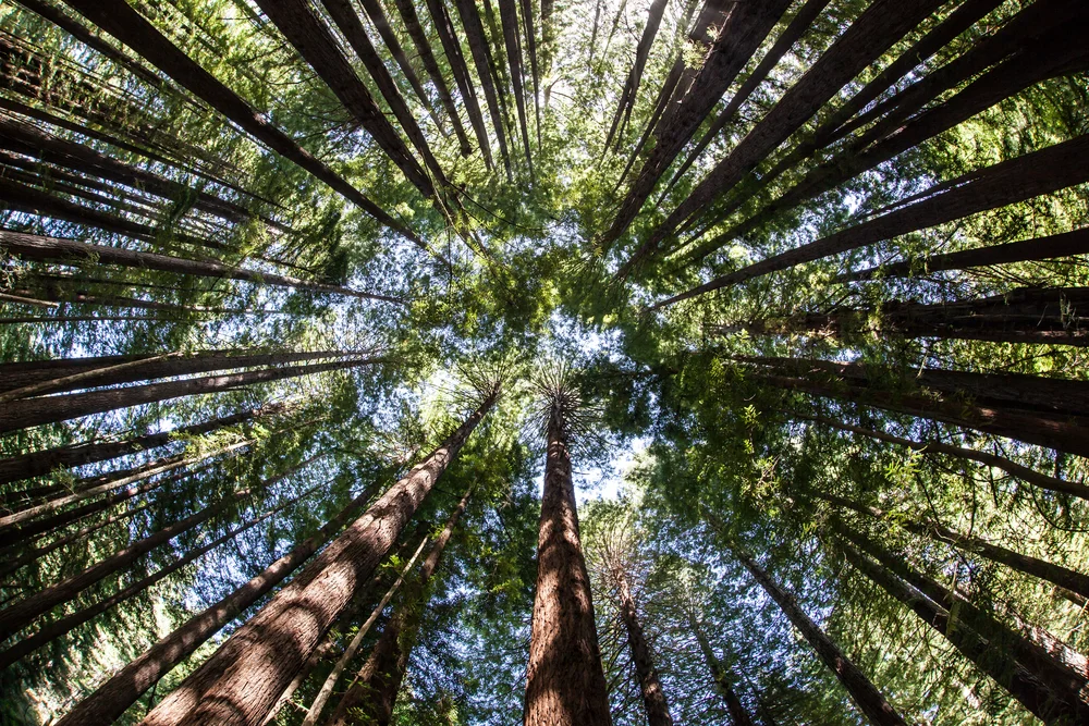 growingthrivingtrees.jpg