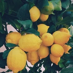 ernest-porzi-19106-unsplash - Lemons - smaller.jpg