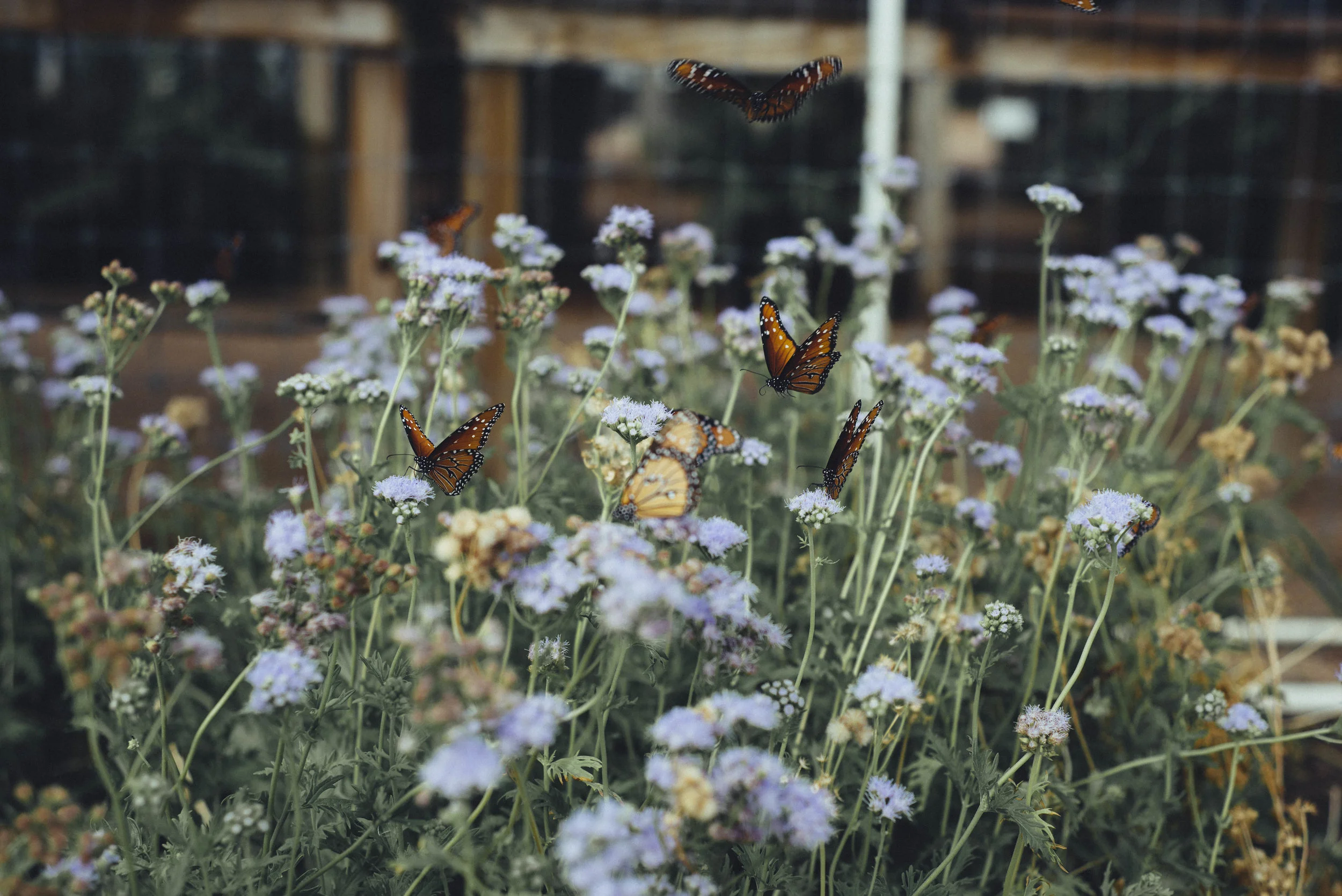 Butterflies, Photo Adventure 2017
