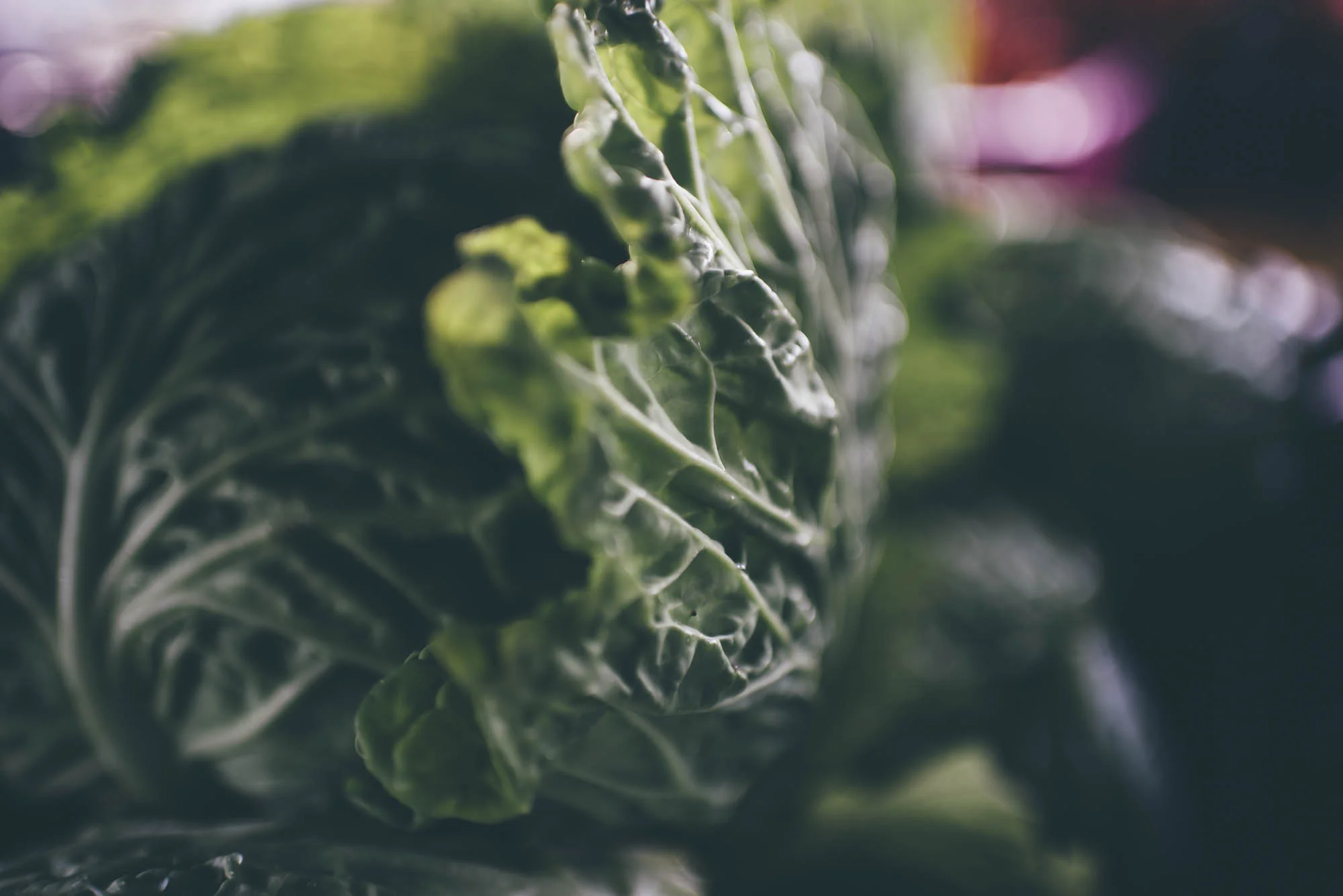 FarmersMarketSAC-3814.jpg
