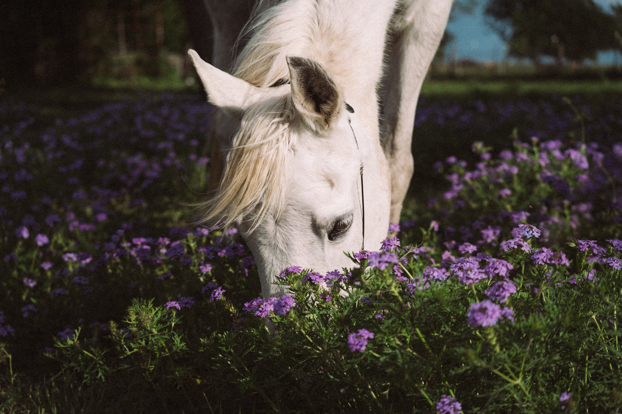 arabian and purple flowers