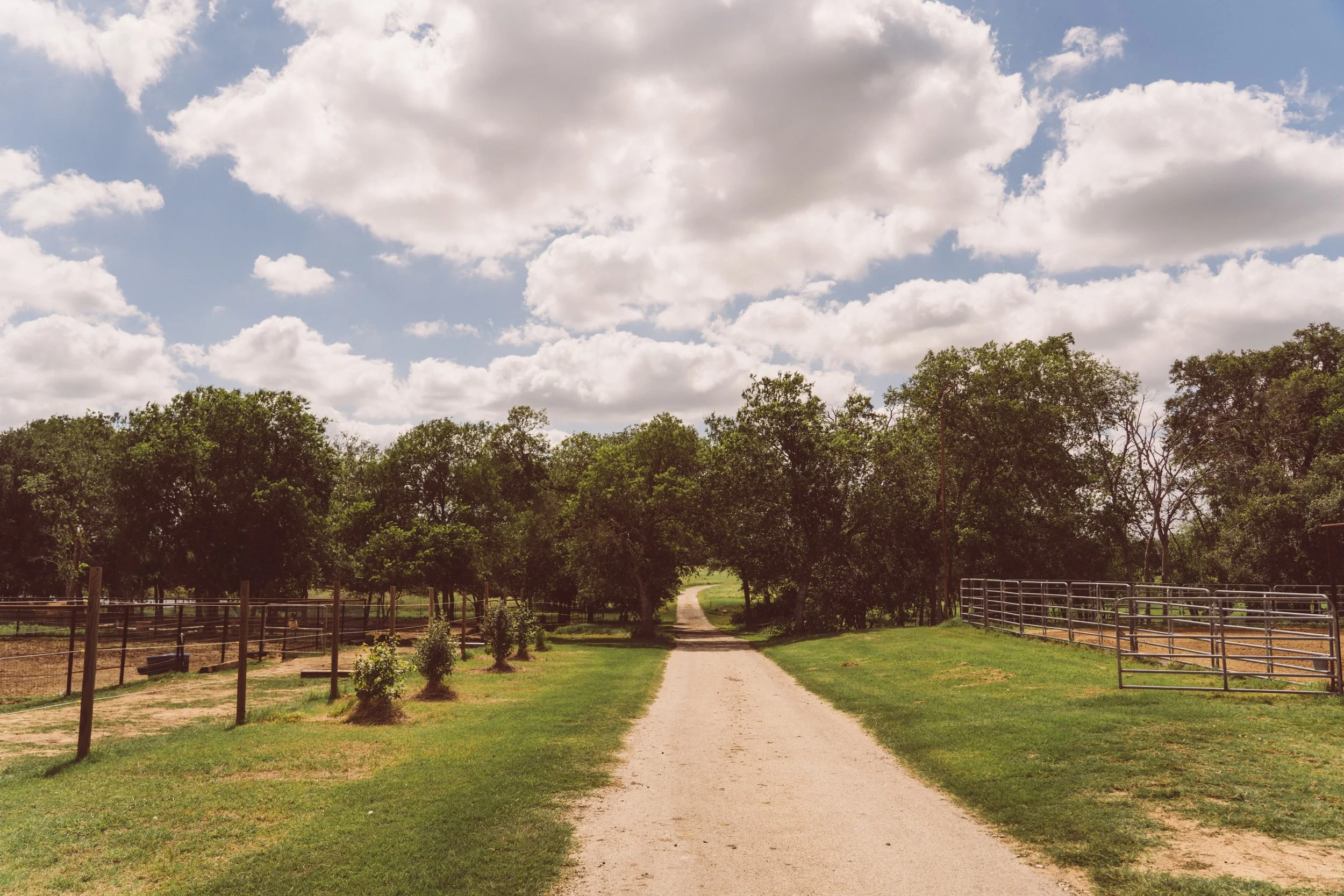 DSC02477StonewallEquine260531.jpg