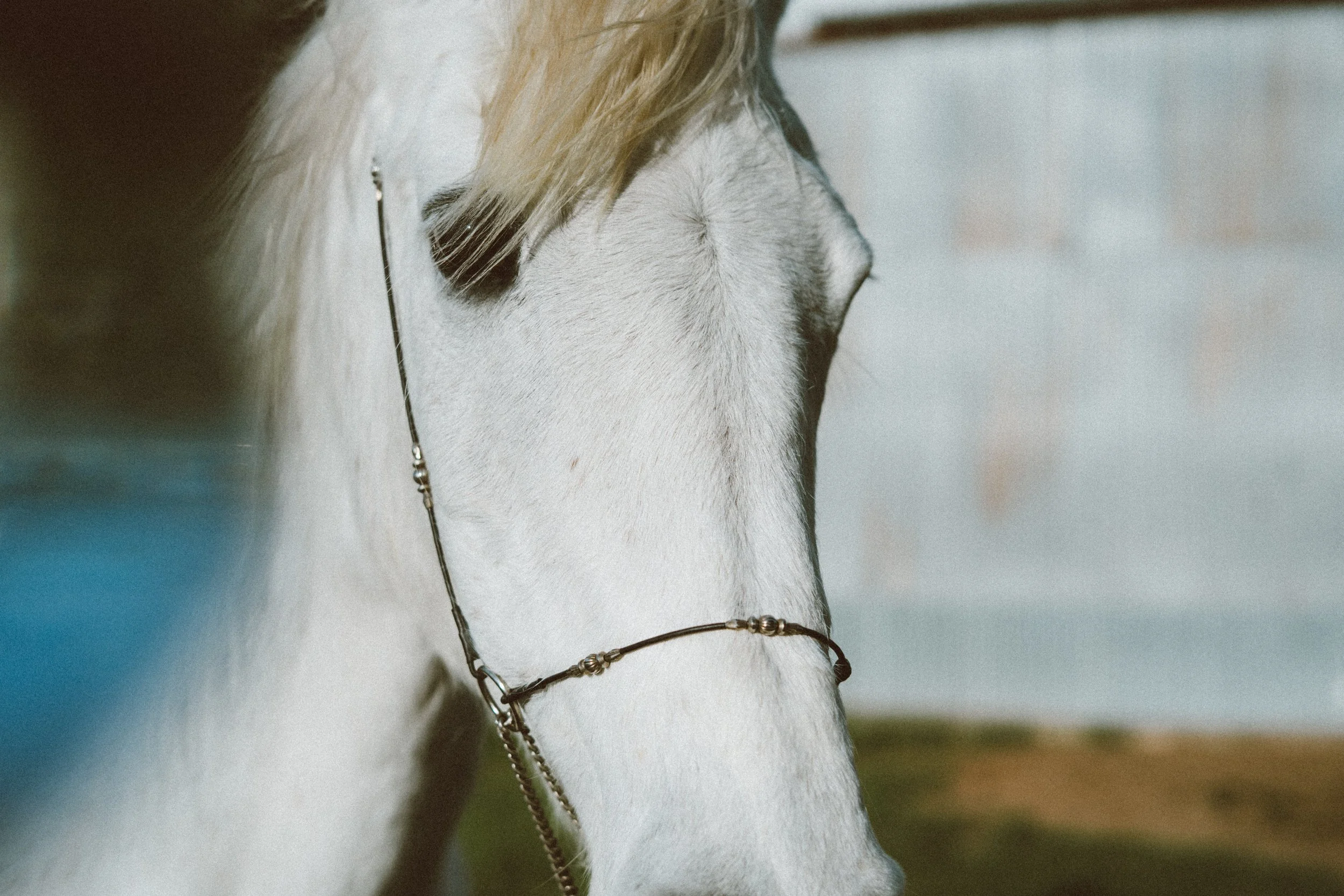 white arabian 