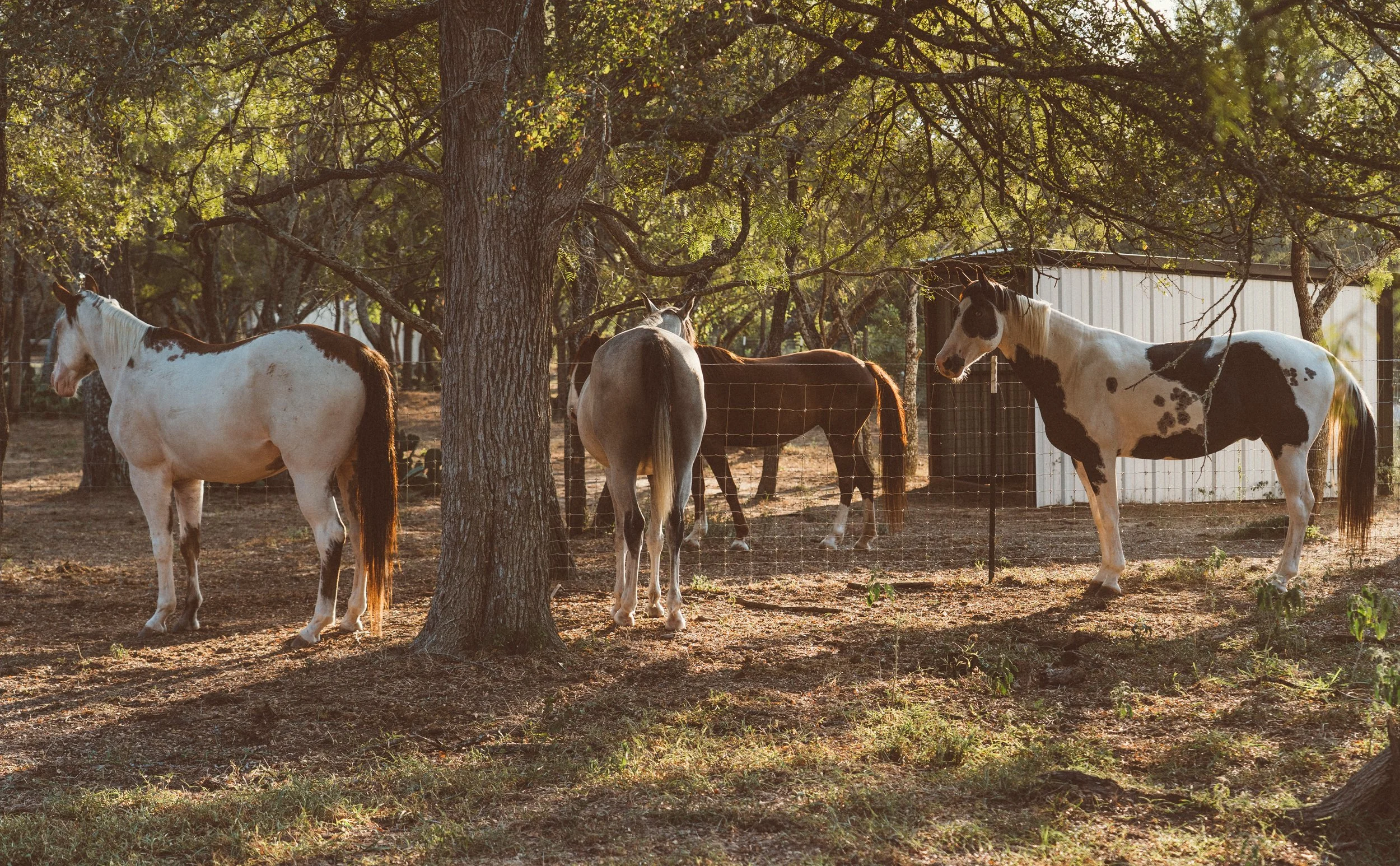 Three Spirit Ranch Horse Medicine Retreats