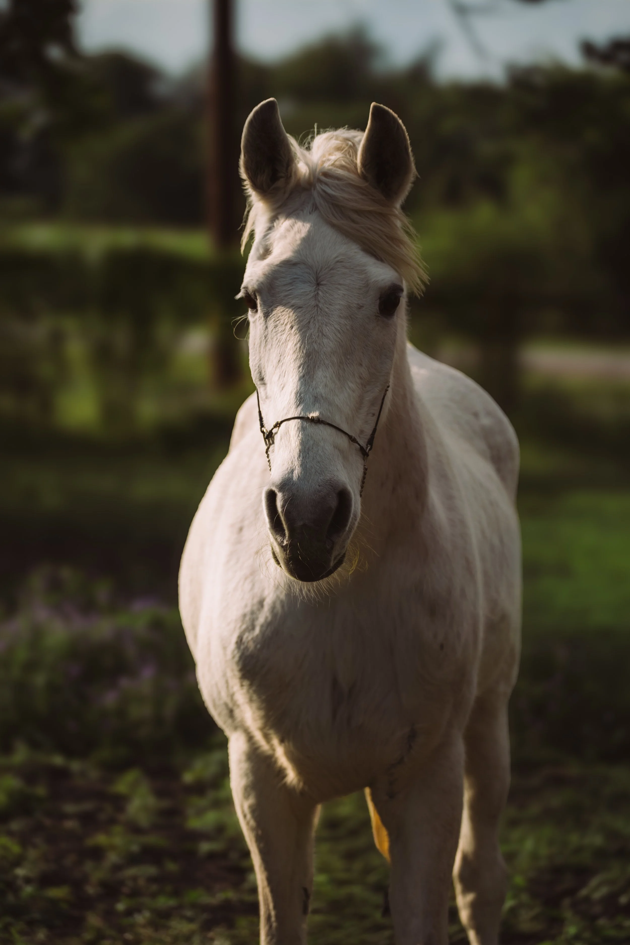 Grey ticked arabian 