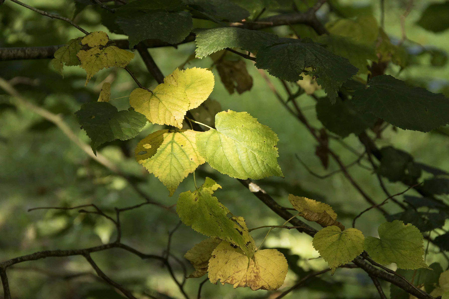 Lime leaves turning, September 2018