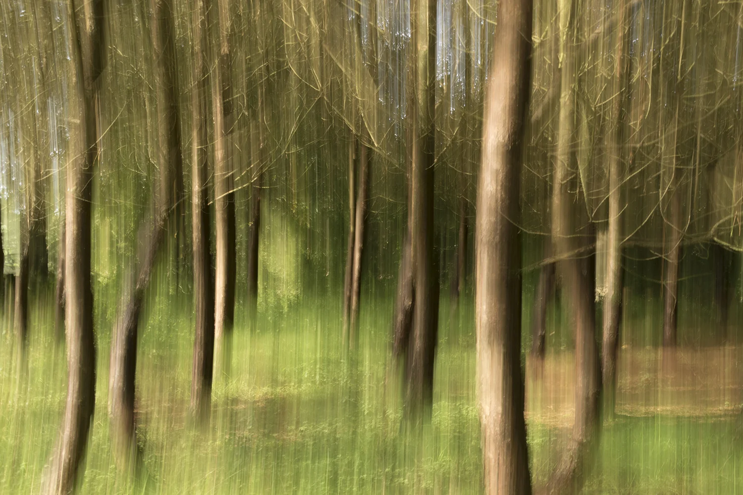Scots Pines ( Pinus sylvestris) , September 2018