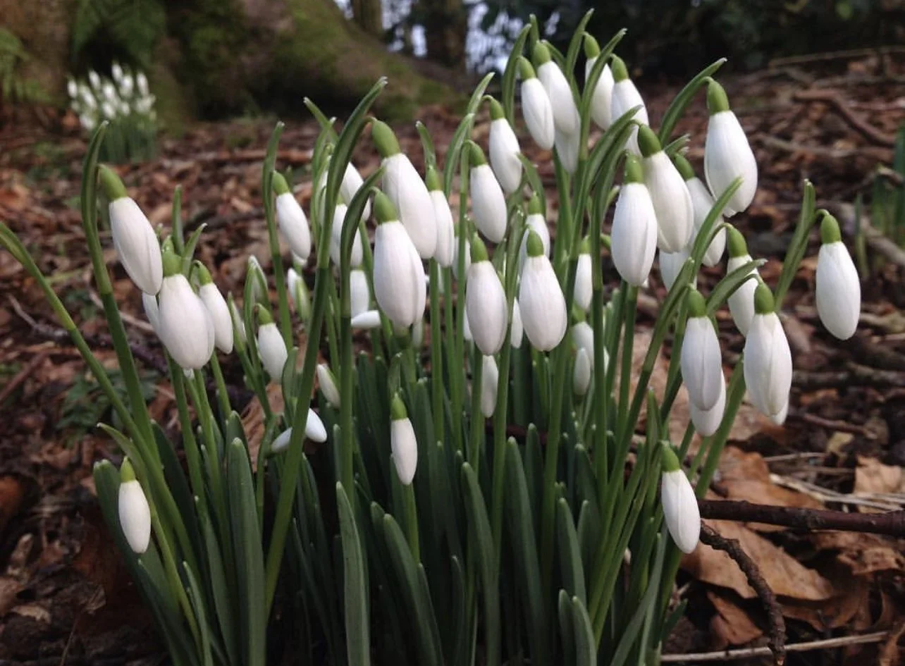 Snowdrop Retreat Day - Sat 10th Feb 2024