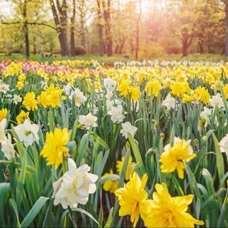 Spring Equinox Retreat Day - Sat 22rd Mar 2025