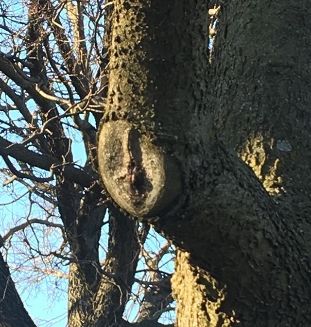 Earth Day wisdom from a wise tree branch face. Breathe deeply. Absorb the light as well as the dark. Oh...Also roots! #treeface #treefaces  #earthday2020 #earthdayeveryday