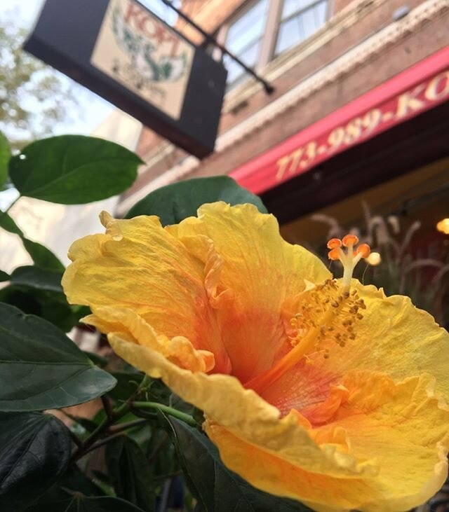 Now&rsquo;s a good time for outside eats and drinks, Kopi style.  #cafeoutdoor #outdoorcafe #chicagoeats #avillechamber #andersonvillechicago @kopicafe