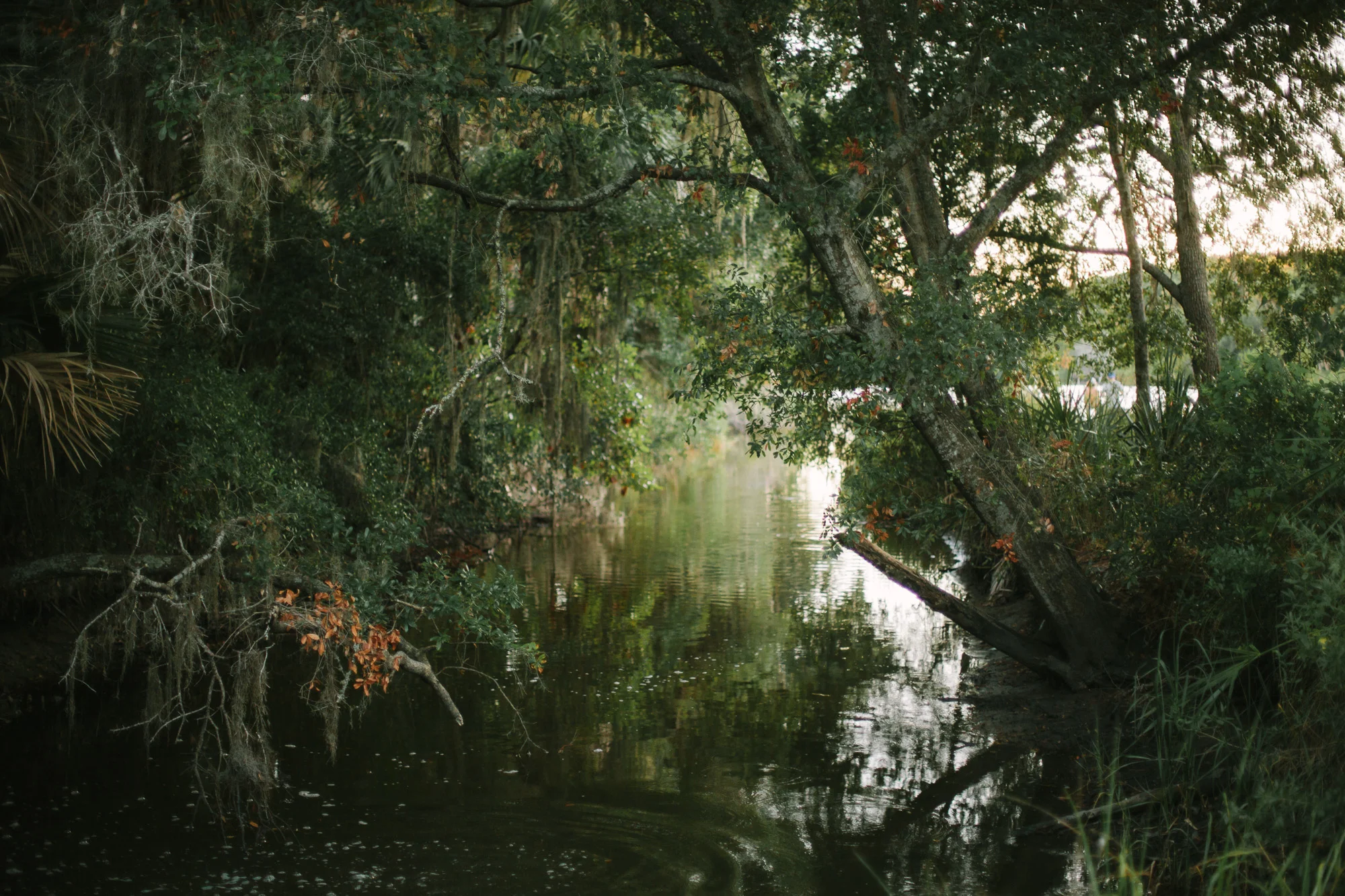 RossMcGowanWright-Edisto-3.jpg