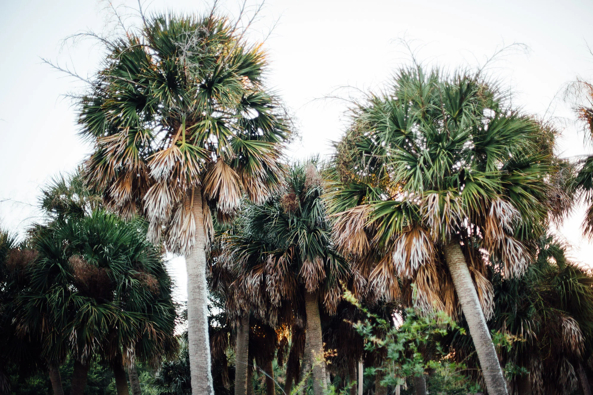 RossMcGowanWright-Edisto-2.jpg