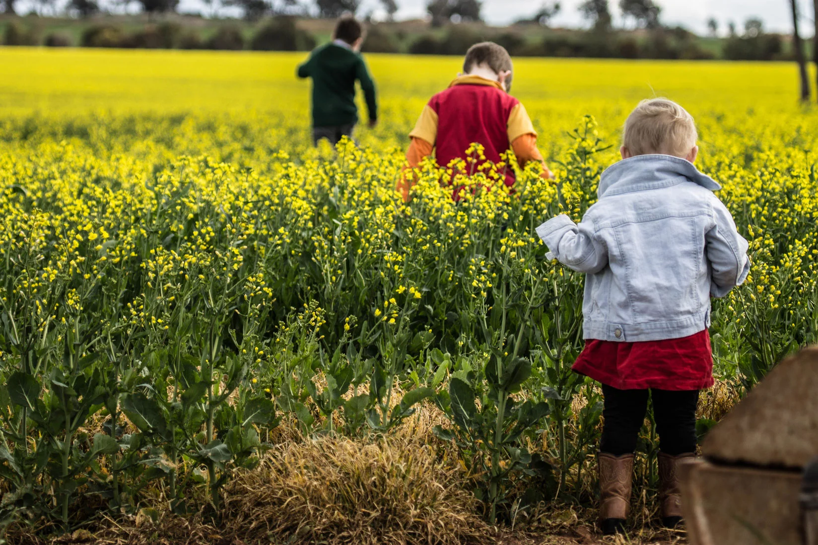 0580---Canola-Kids---Sarah-McCaig.jpg