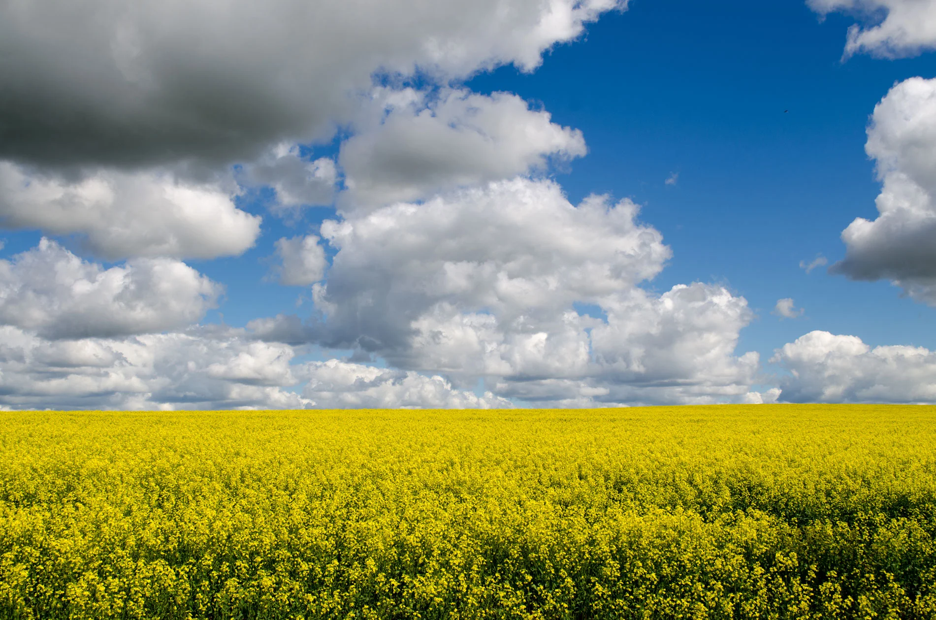 0486---Canola-Fields-Forever,-Anton-Green.jpg