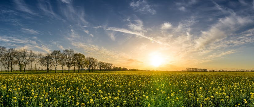 pexels-photo-Canola.jpeg