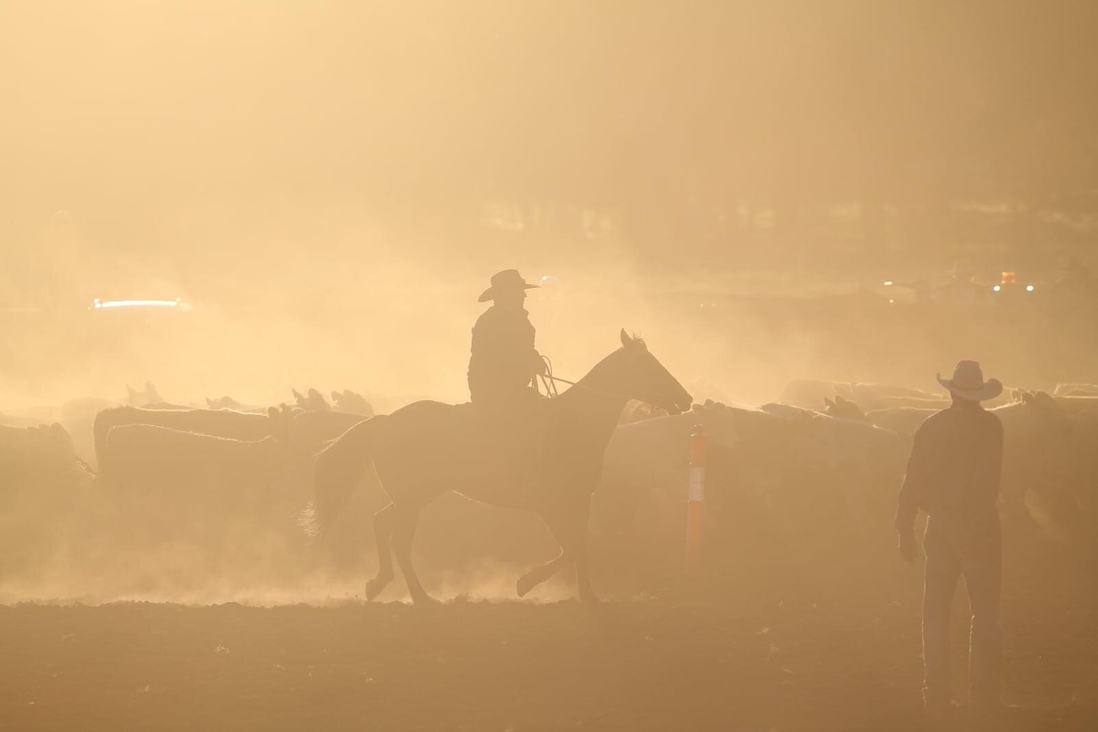 2020_Moving cattle at Sunset (1).jpg